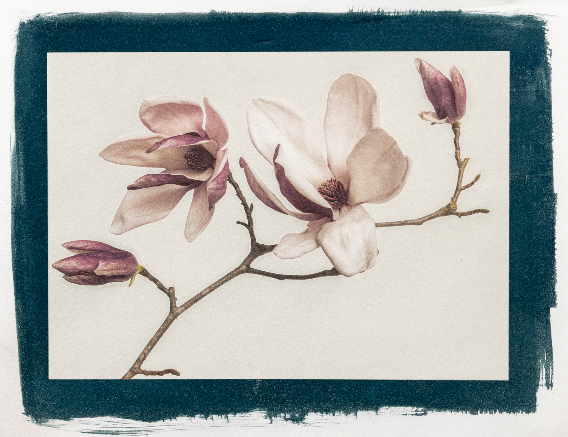 Imbued, Botanically Toned Cyanotype over Inkjet Print