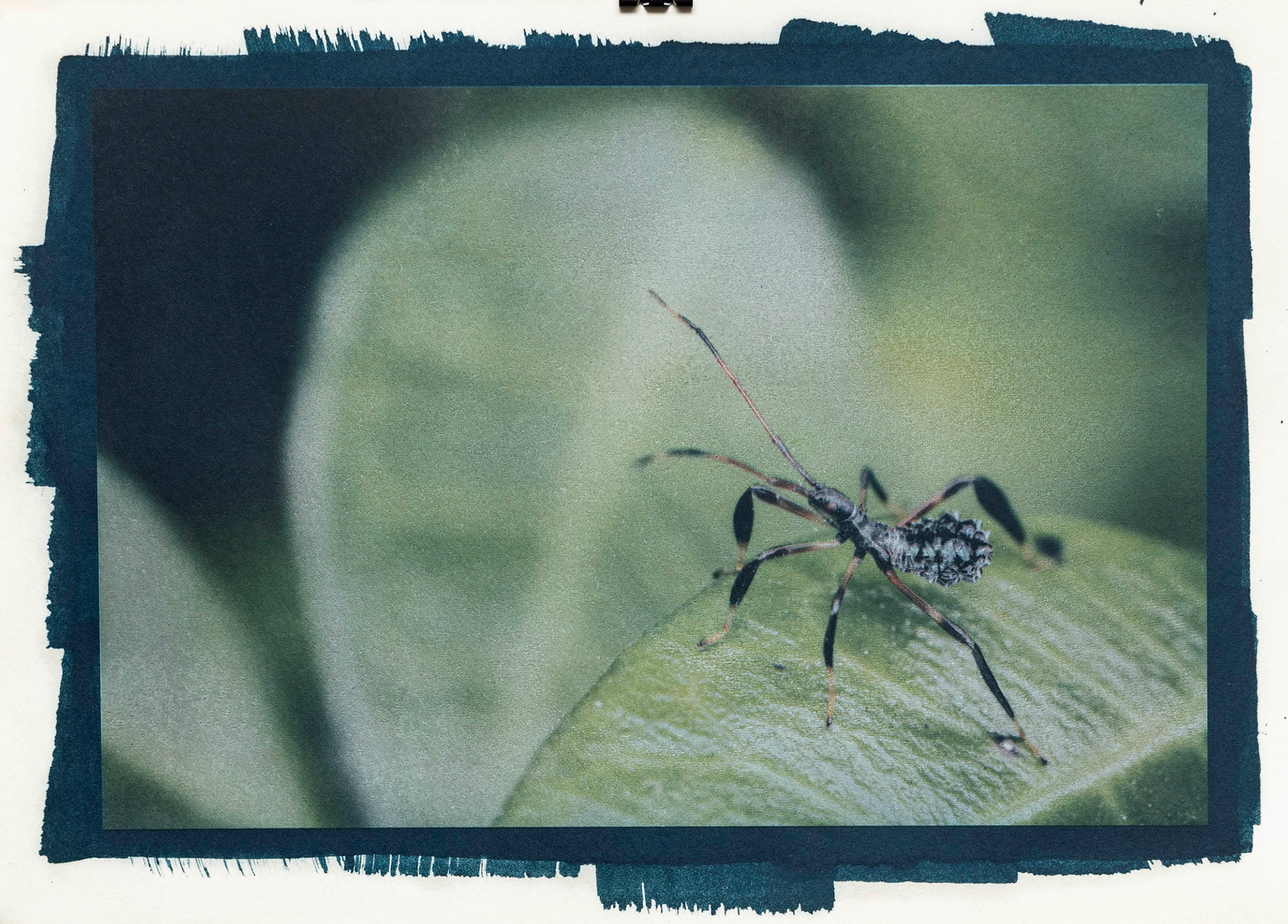 Cyanotype over Inkjet Print. 
