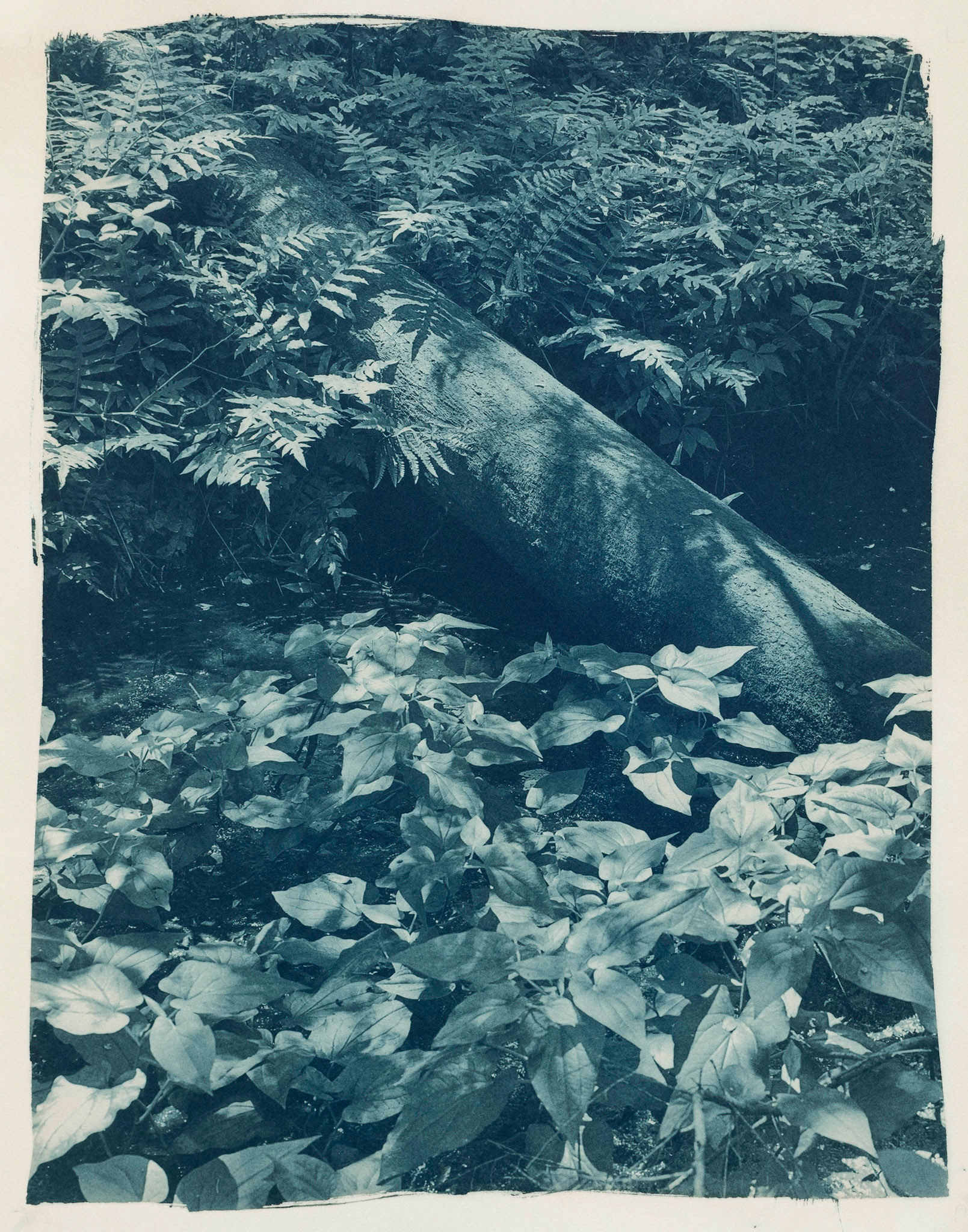 For Howard: Myrtle Beach State Park, Botanically Toned Cyanotypes, 2023