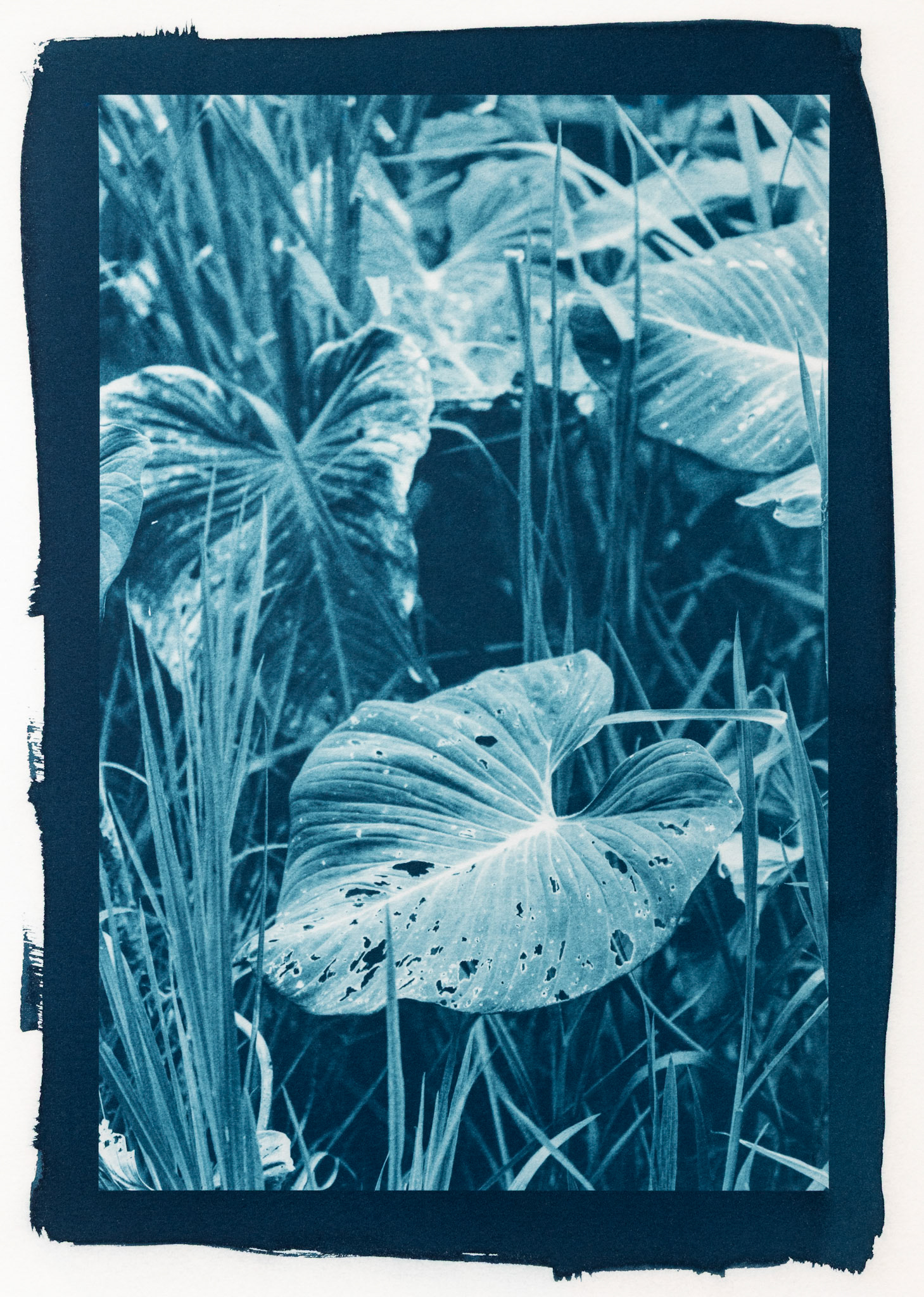 Verdant. Botanically Toned Cyanotype, 2025