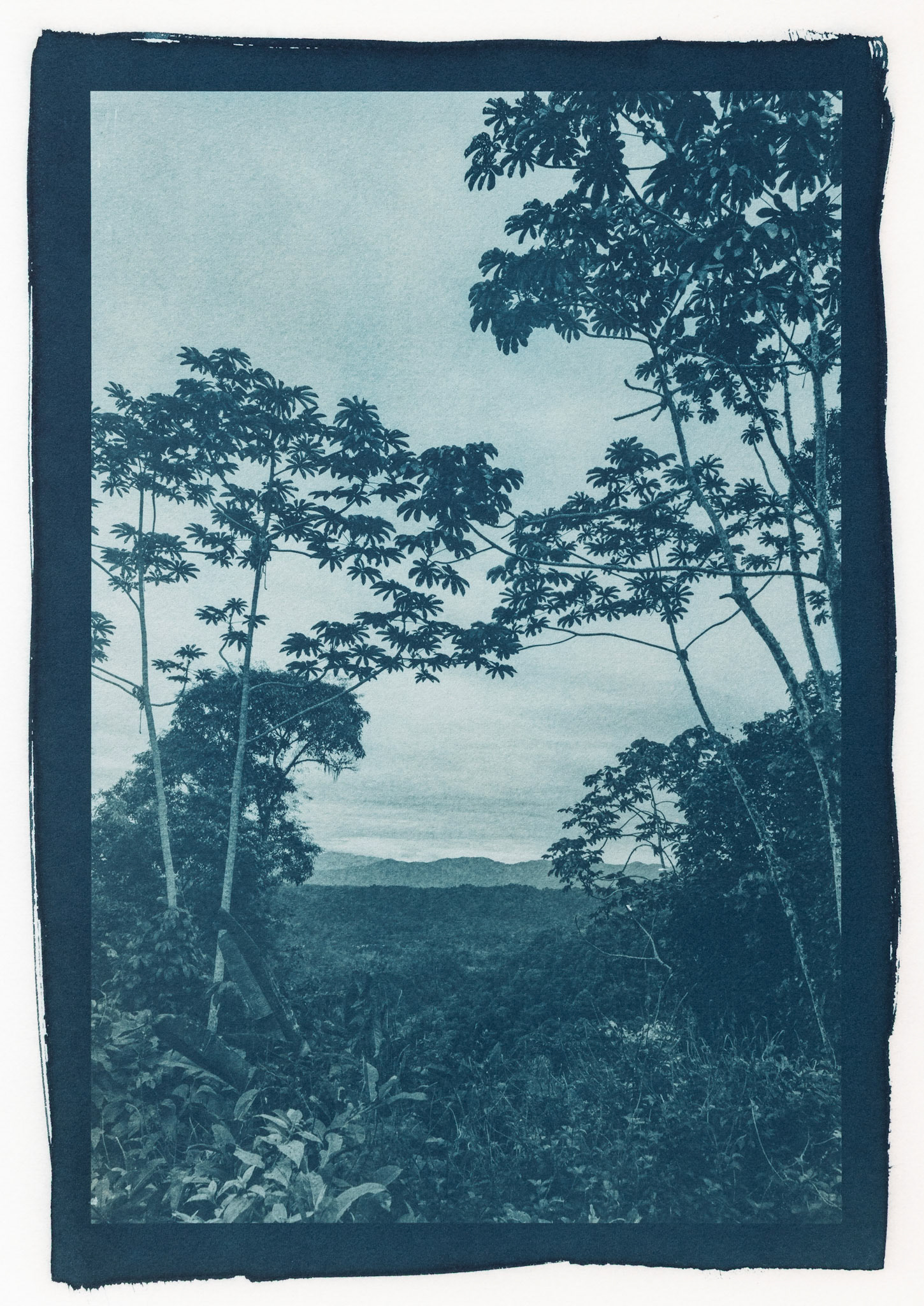 Wildsumaco Lodge View. Botanically Toned Cyanotype, 2025
