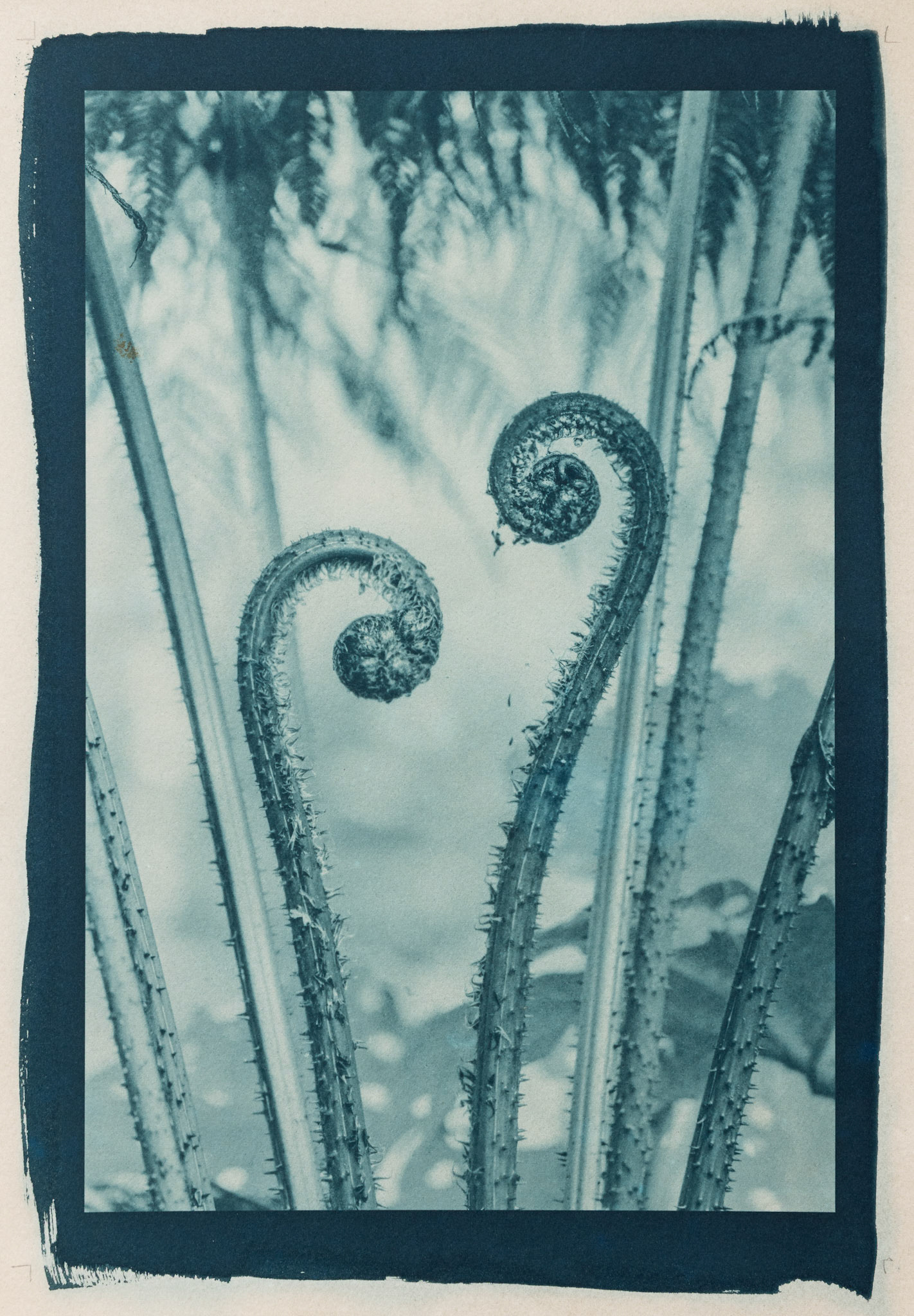 Burgeon. Botanically Toned Cyanotype, 2025