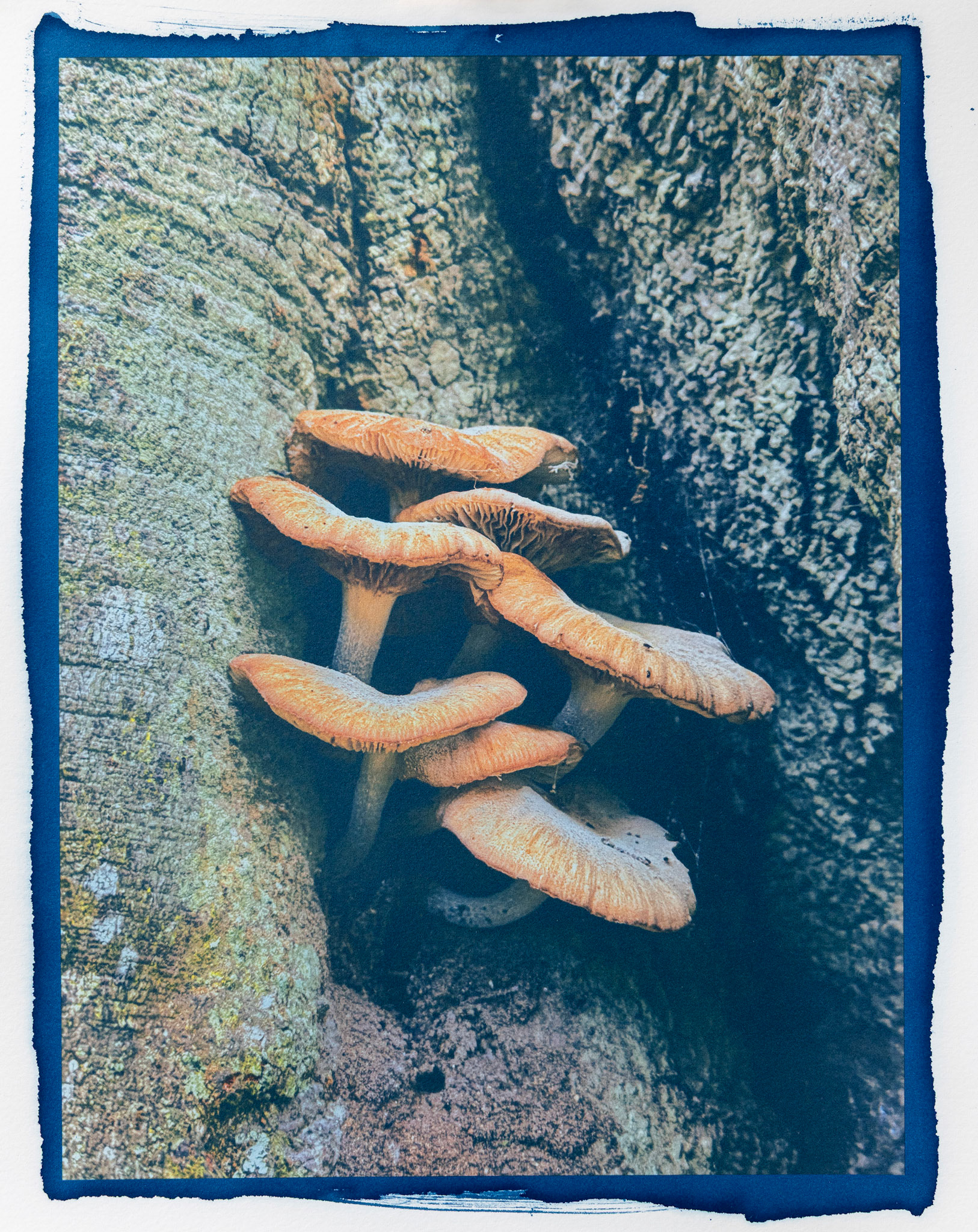 Troop (for World Cyanotype Day 2025)., Cyanotype over Inkjet Print. 