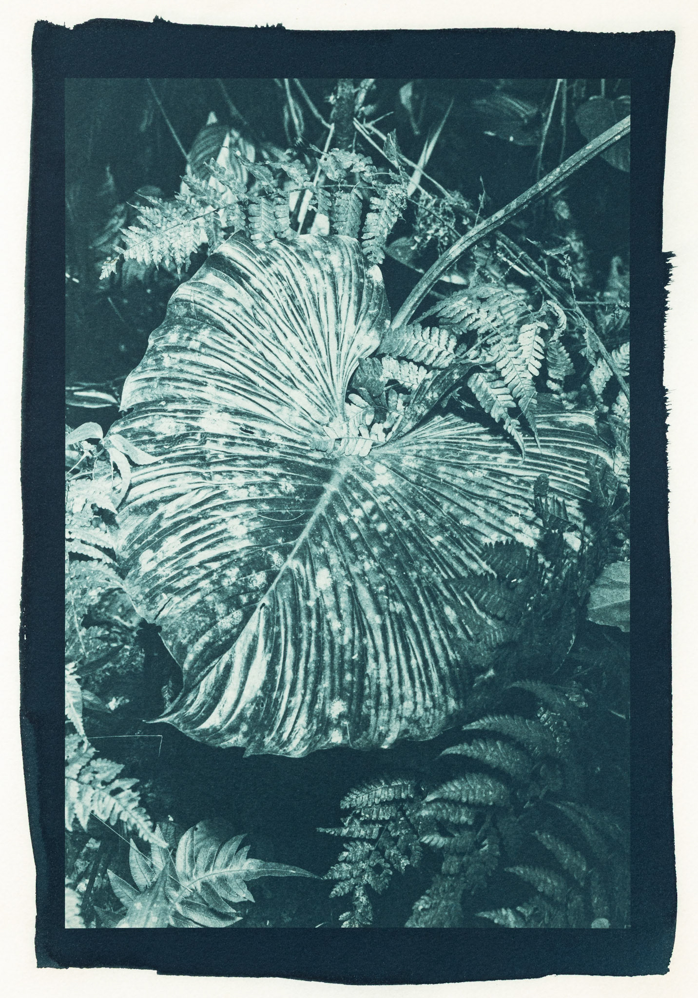 Towering. Botanically Toned Cyanotype, 2025