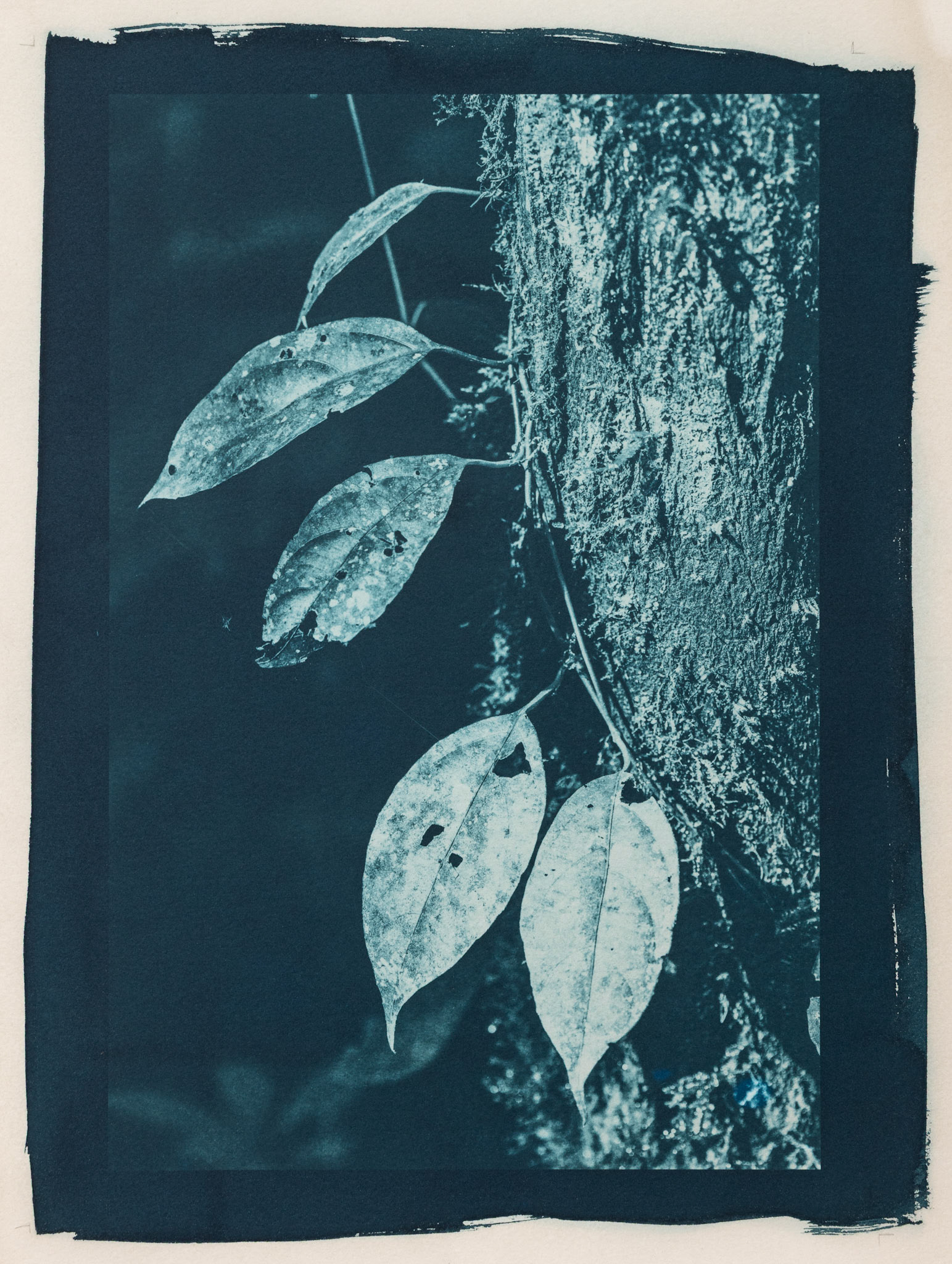 Lush. Botanically Toned Cyanotype, 2025