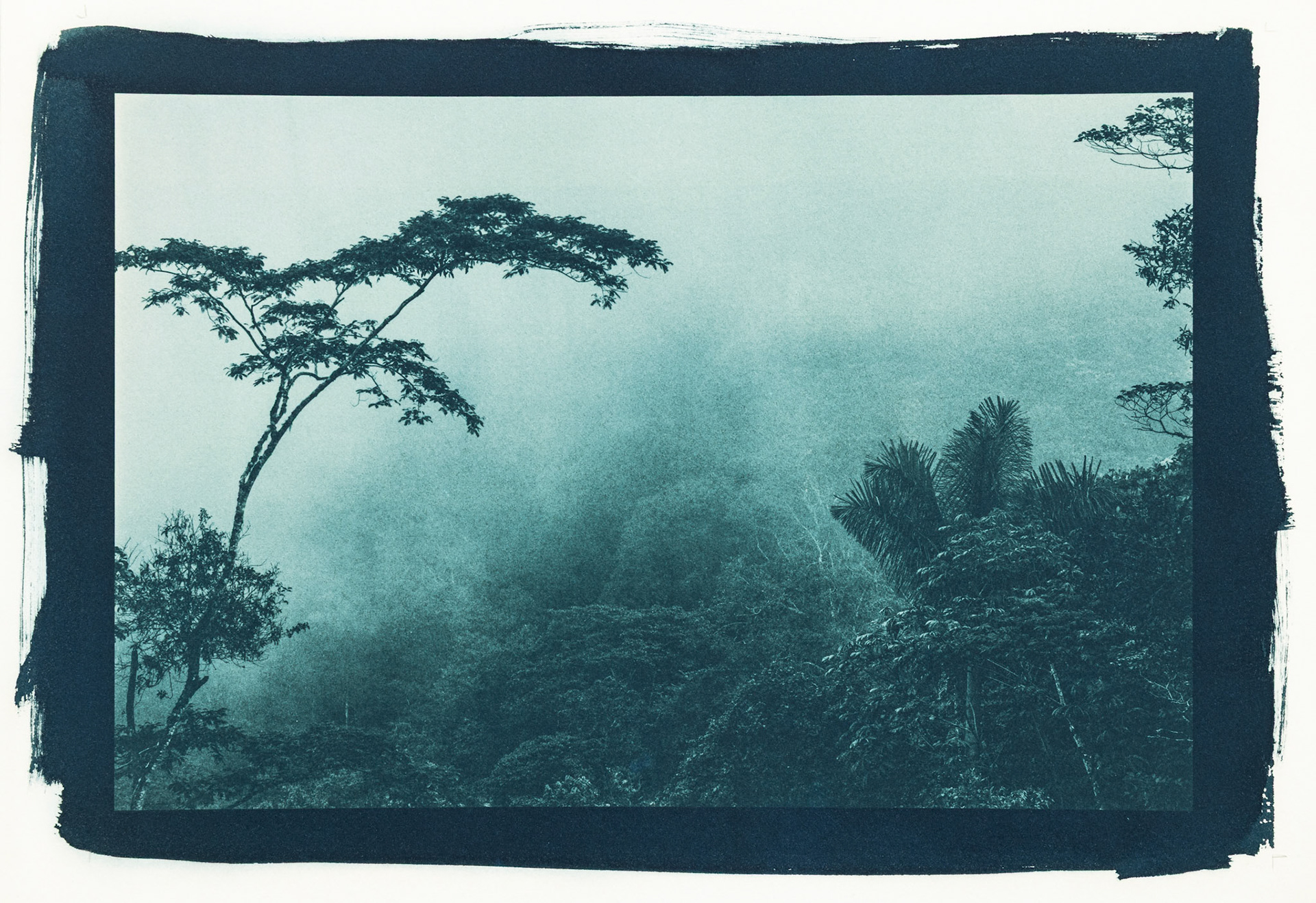 Variable. Botanically Toned Cyanotype, 2025
