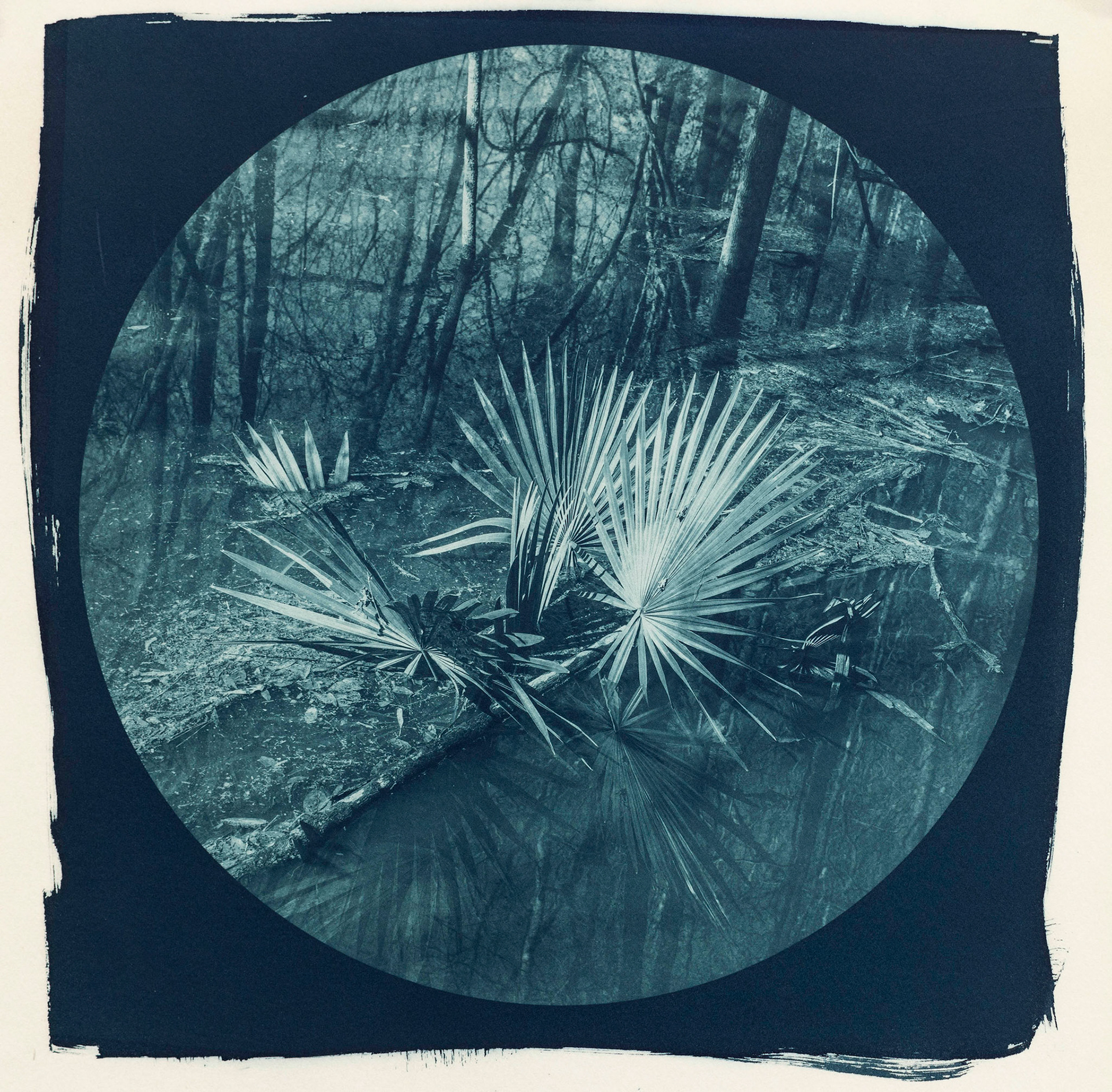 Uninhabitable. Botanically Toned Cyanotype, 2023