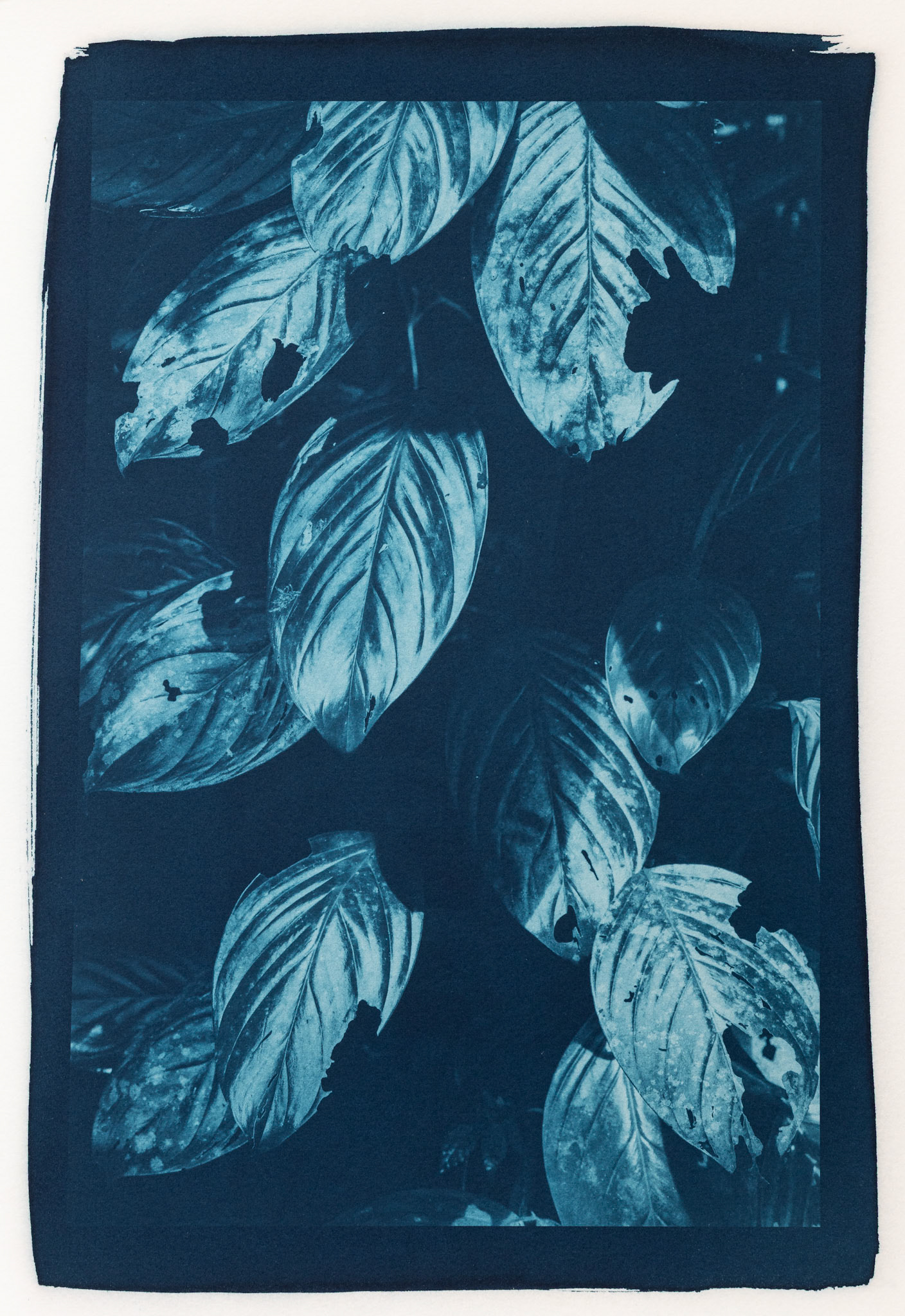 Shedding Shadows. Botanically Toned Cyanotype, 2025