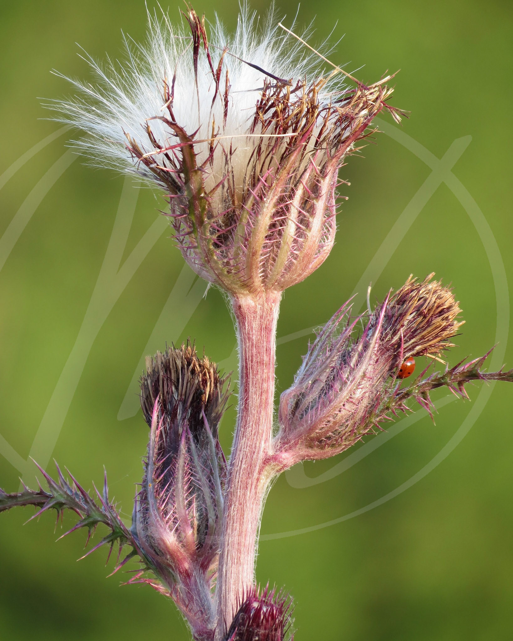 Thistle with Ladybug