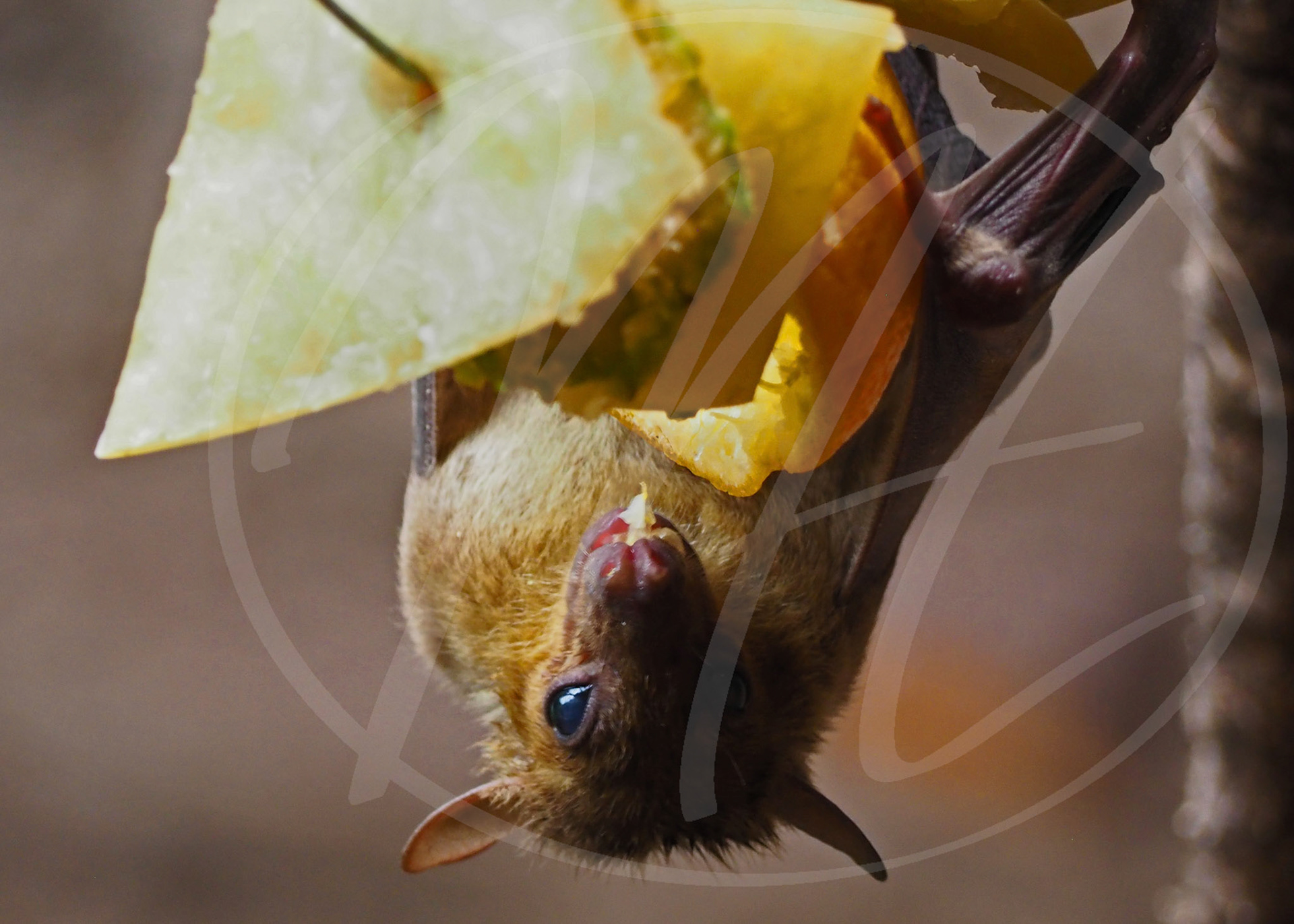 Fruit Bat