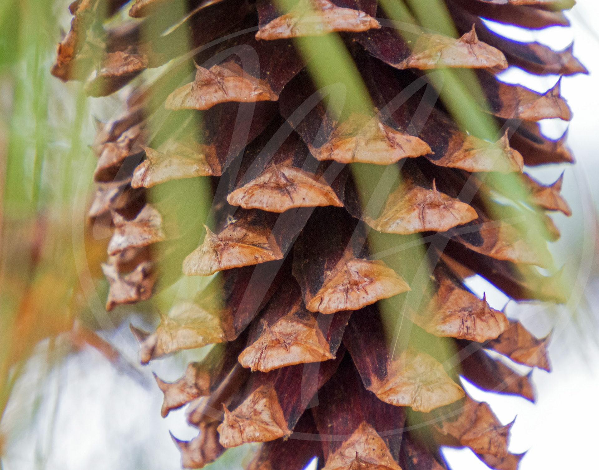 Pinecone Closeup with Needles
