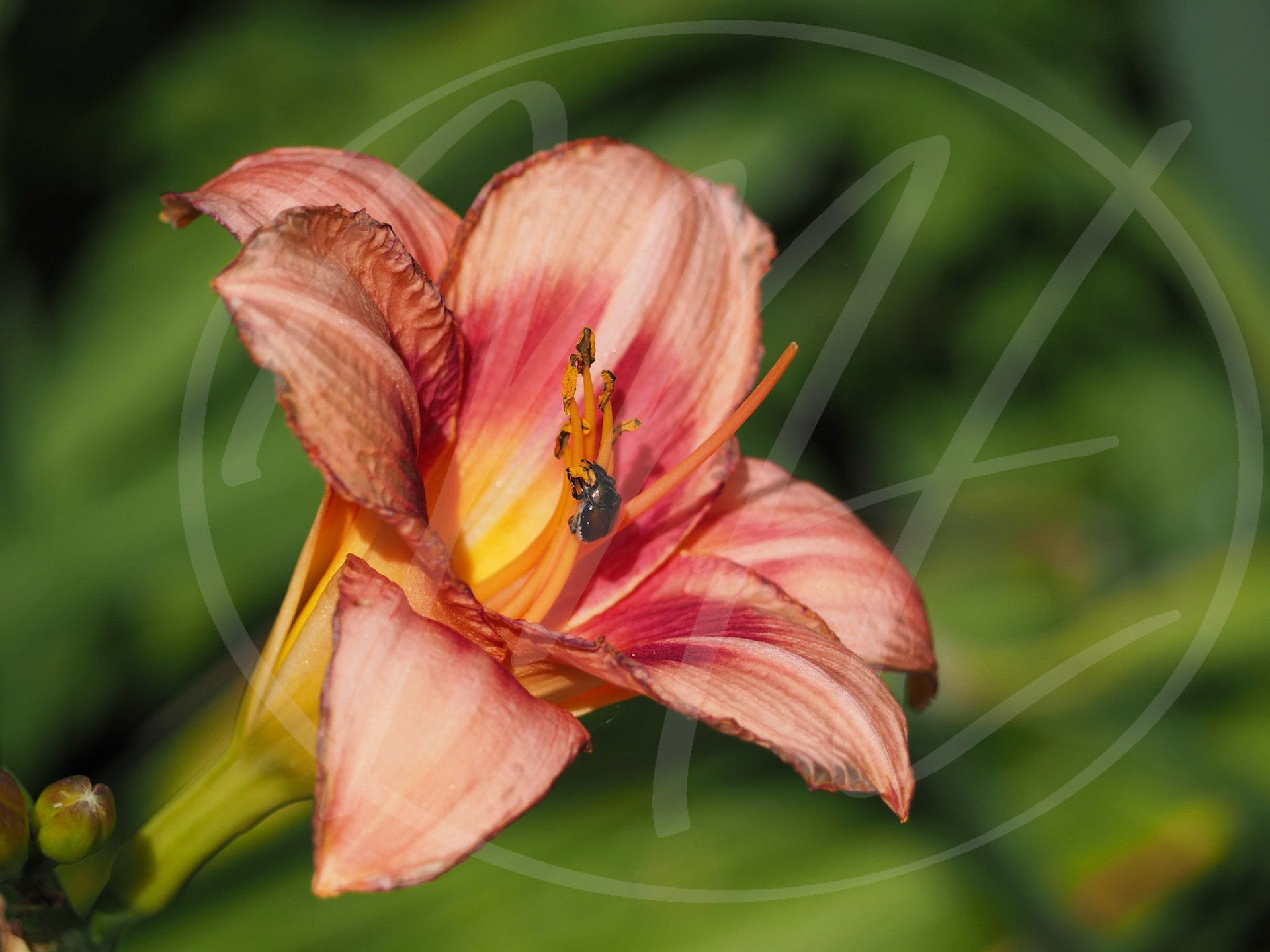 Lily with Beetle