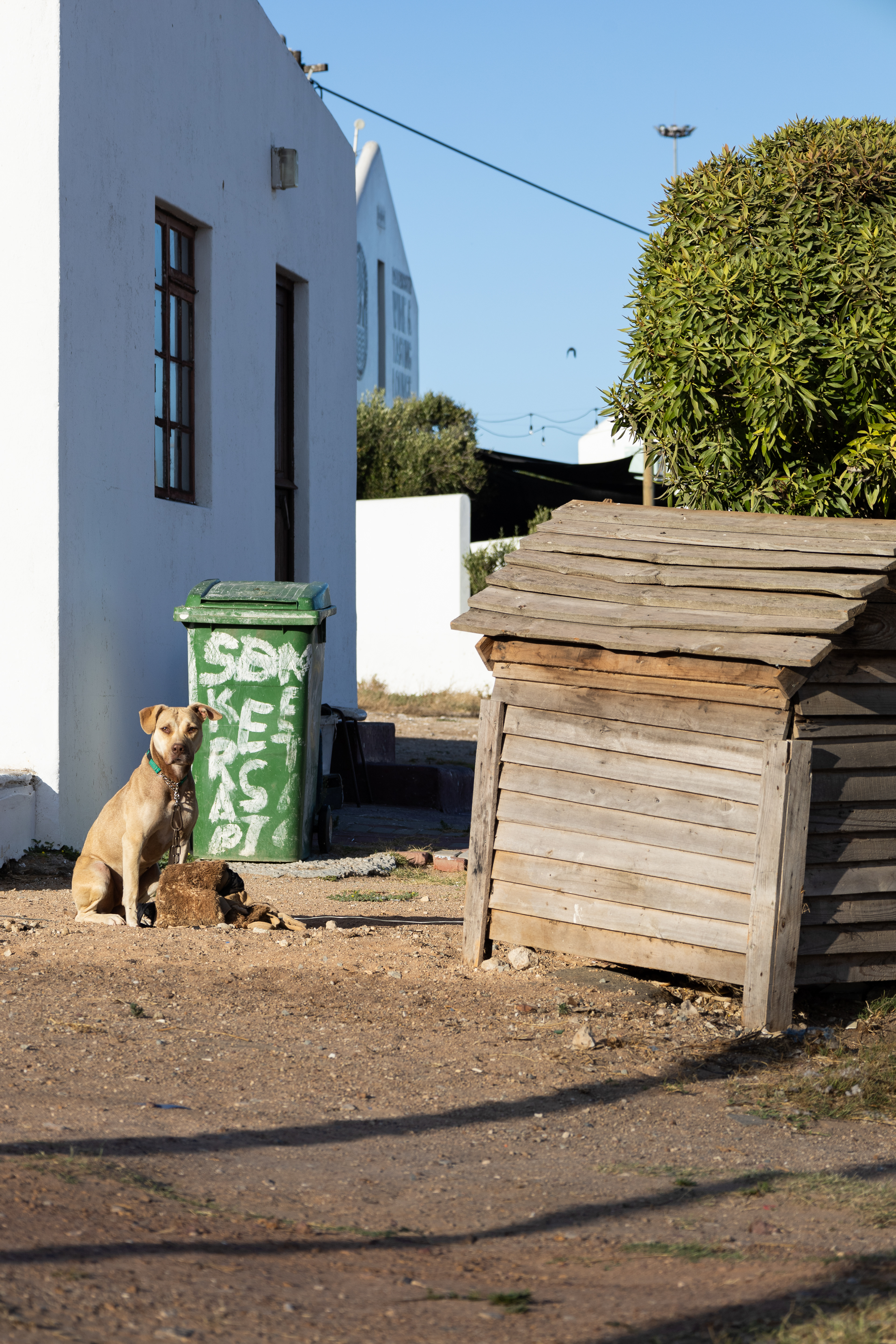 Doghouse