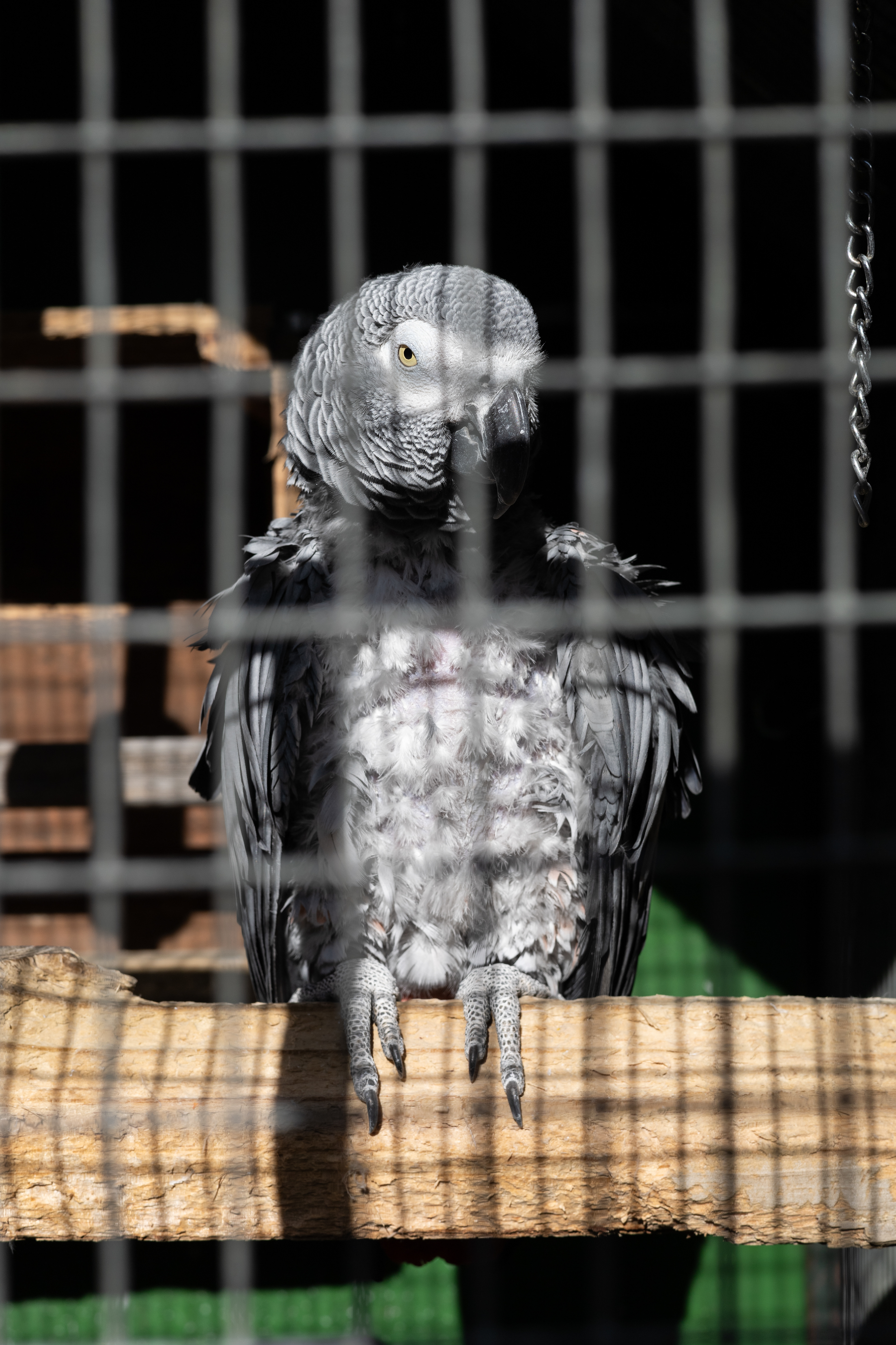 Silent Grey