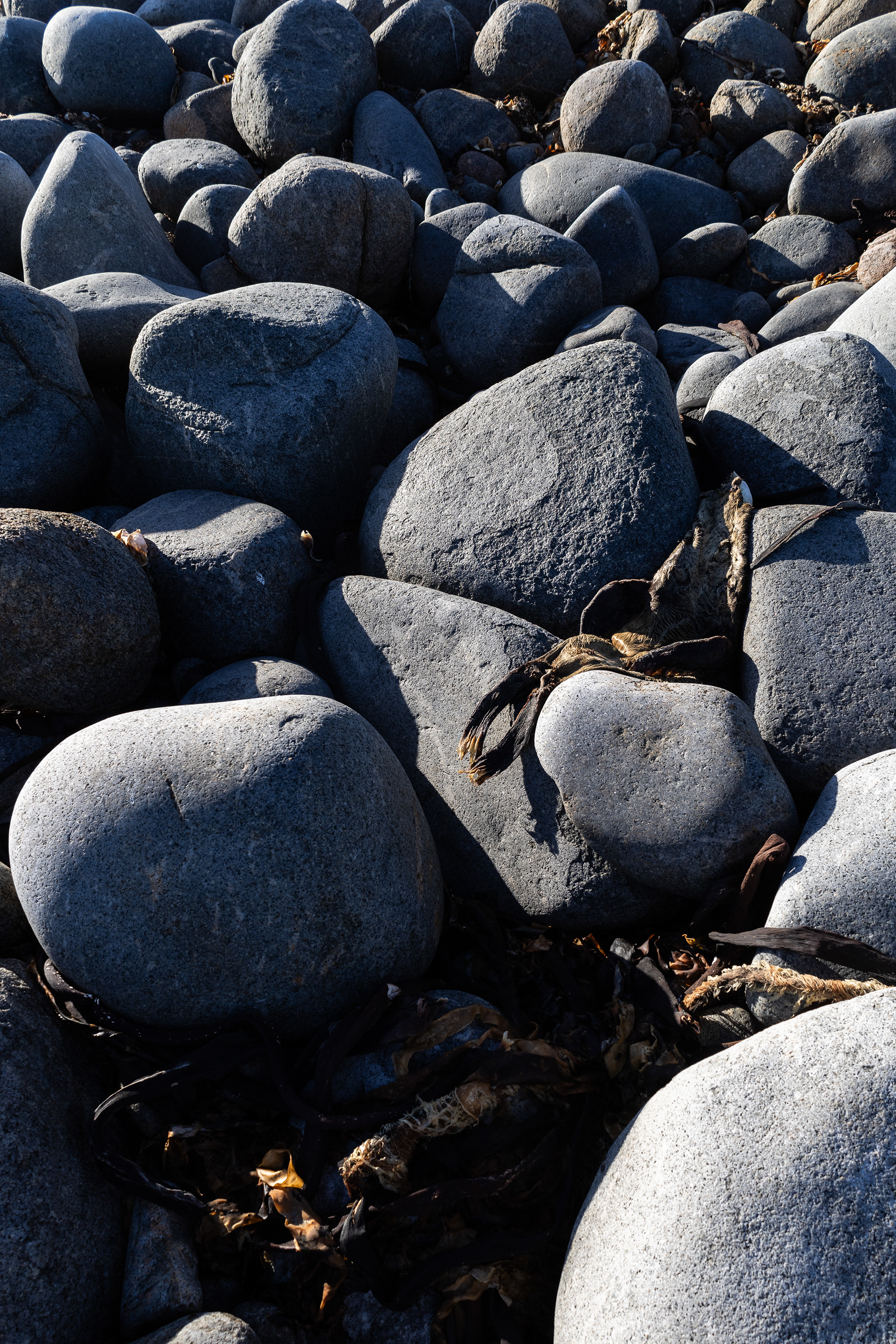 Sediment
