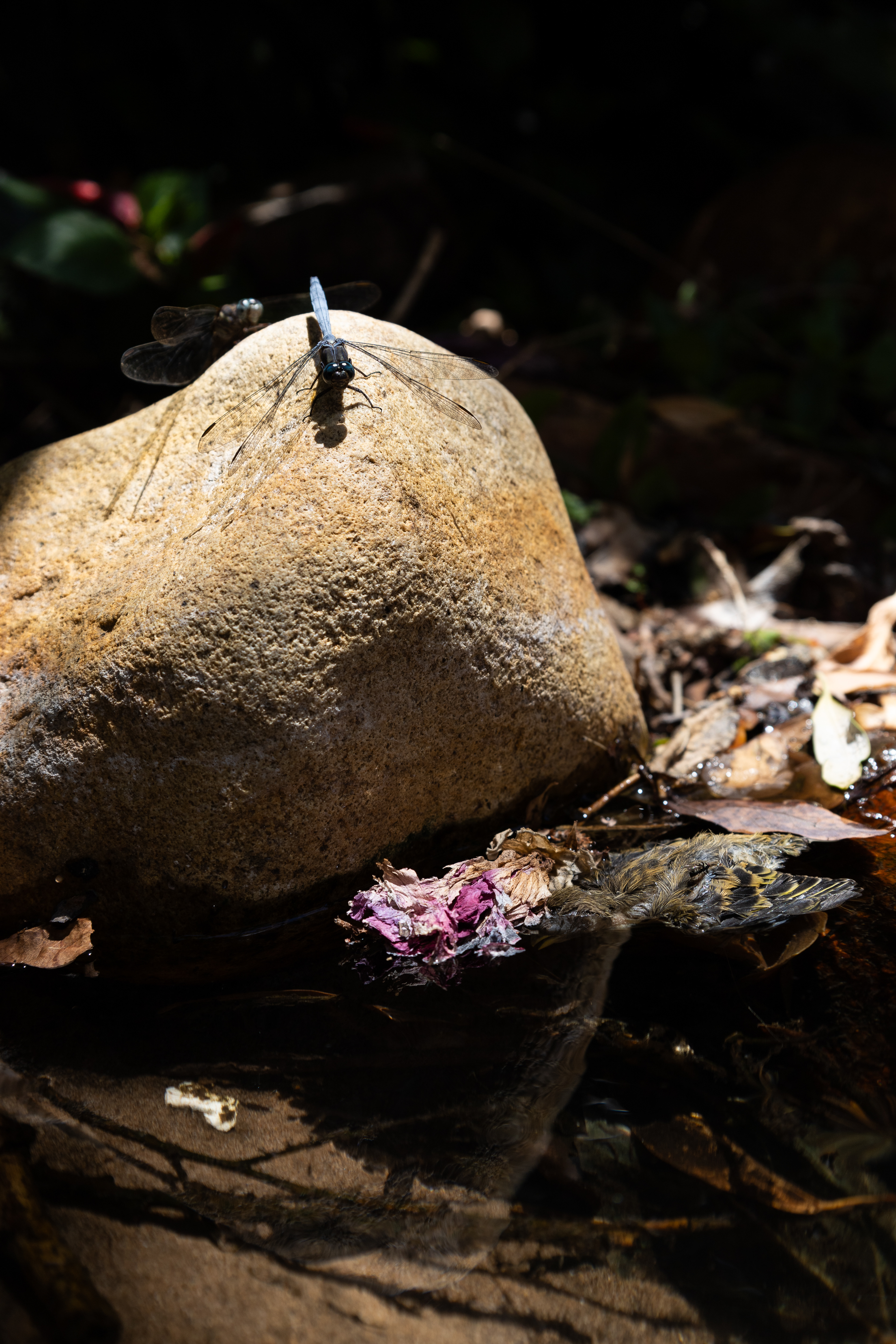 Still Life with a Skull and a Writing Quill