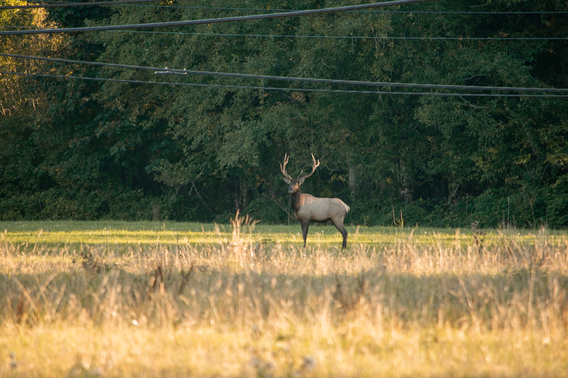 Coming back to his heard...