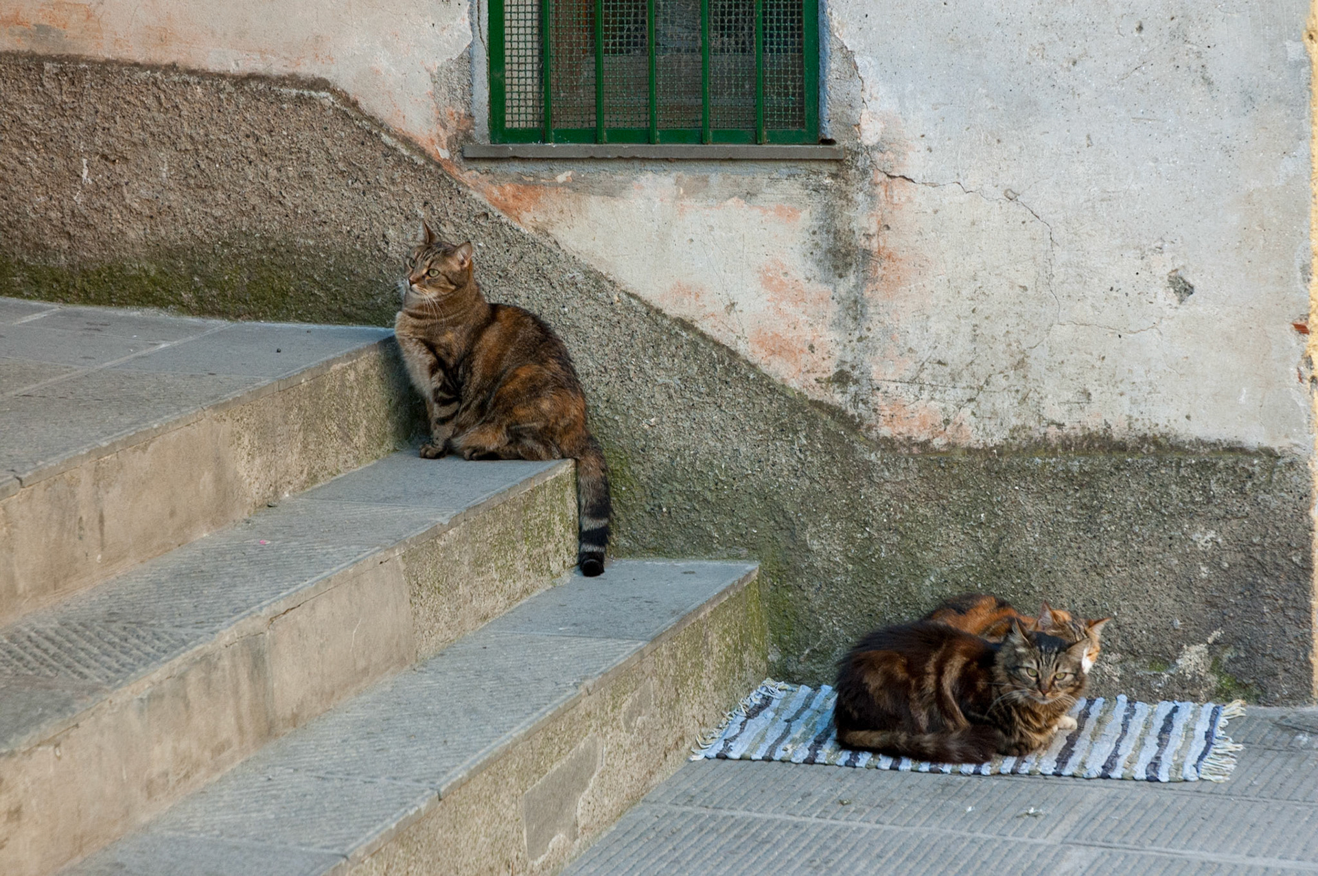 Yes. More cats.