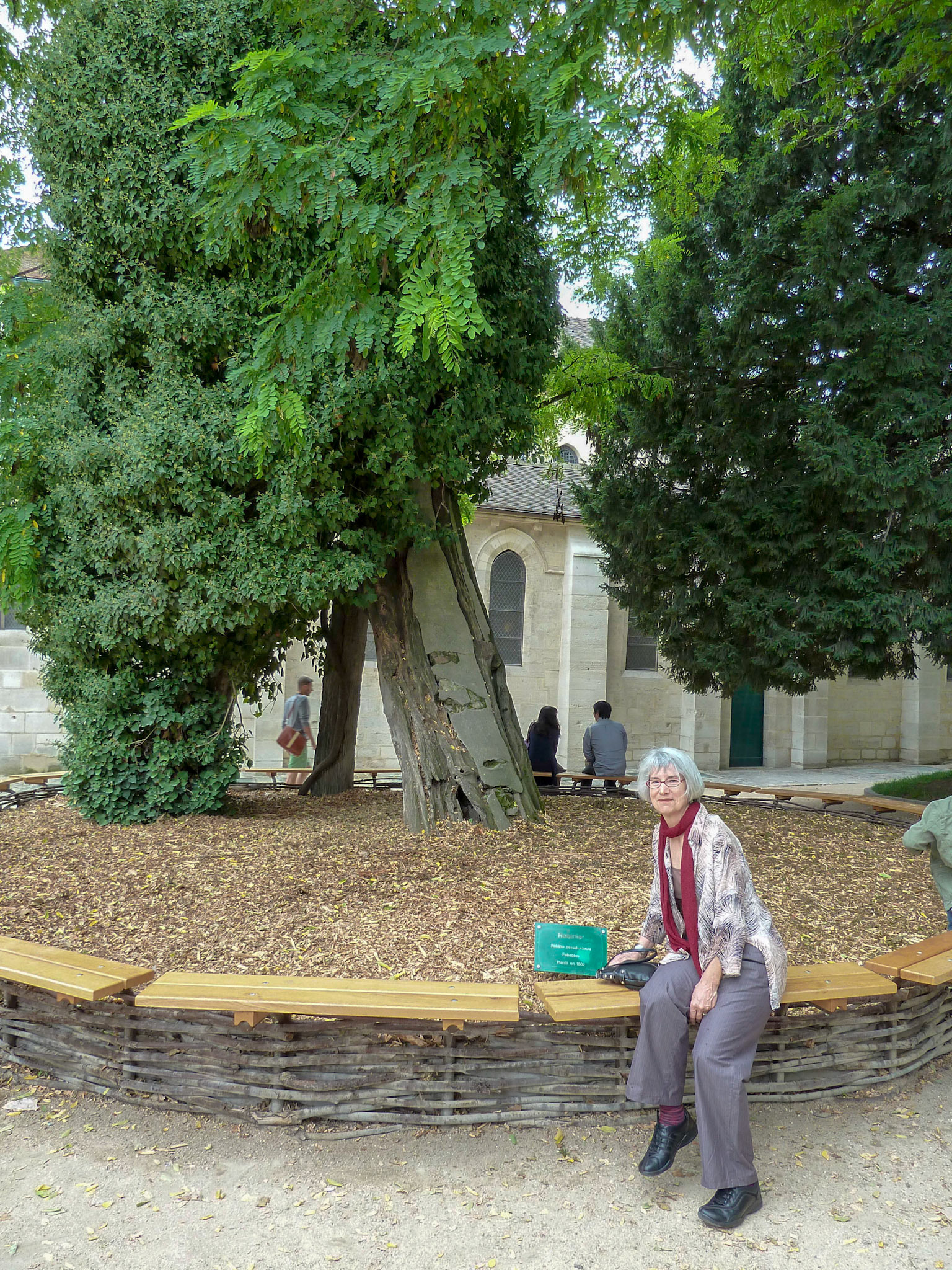 The oldest tree in Paris.