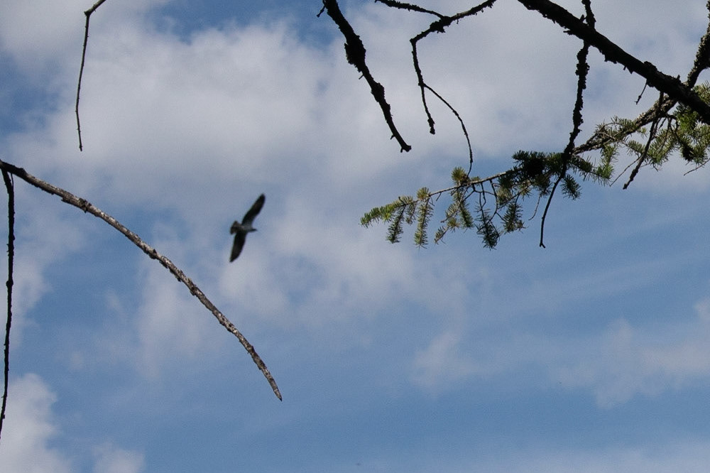 A frequent visitor.