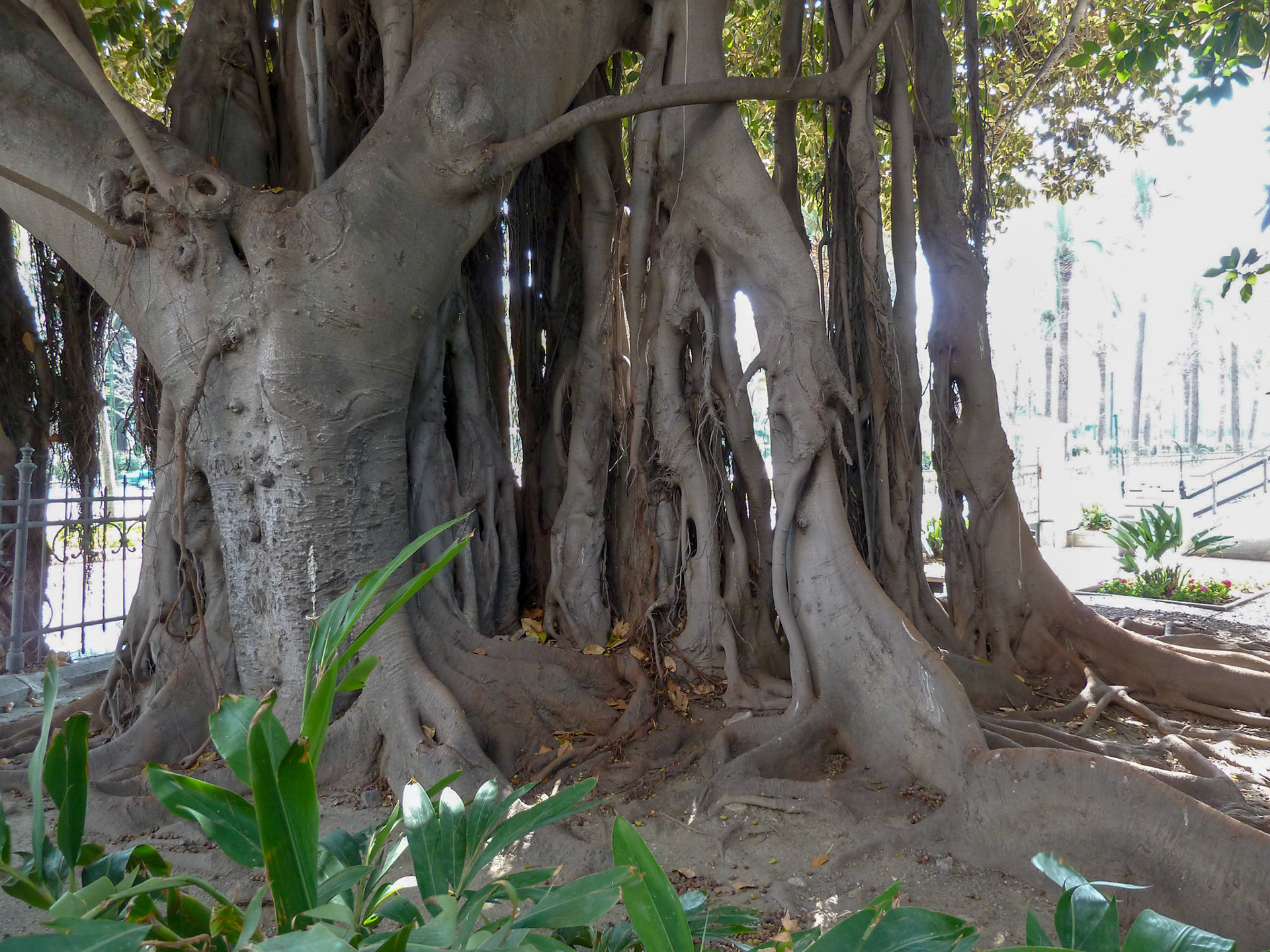 Gardens near the harbor.