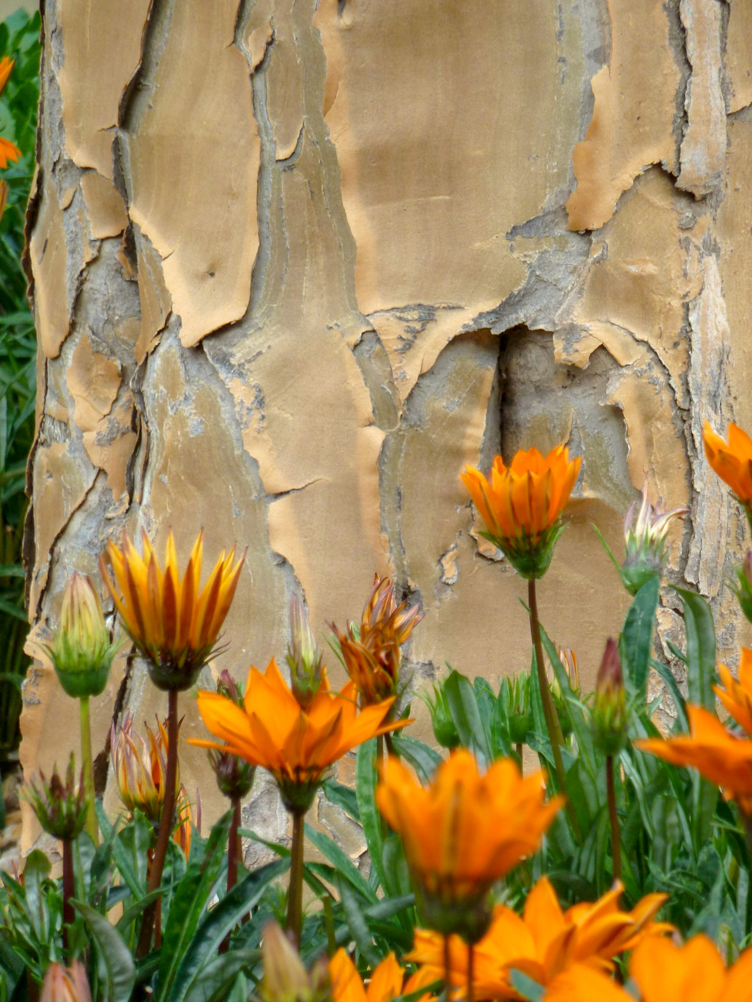 The British Museum had an outdoor display of South African plants.