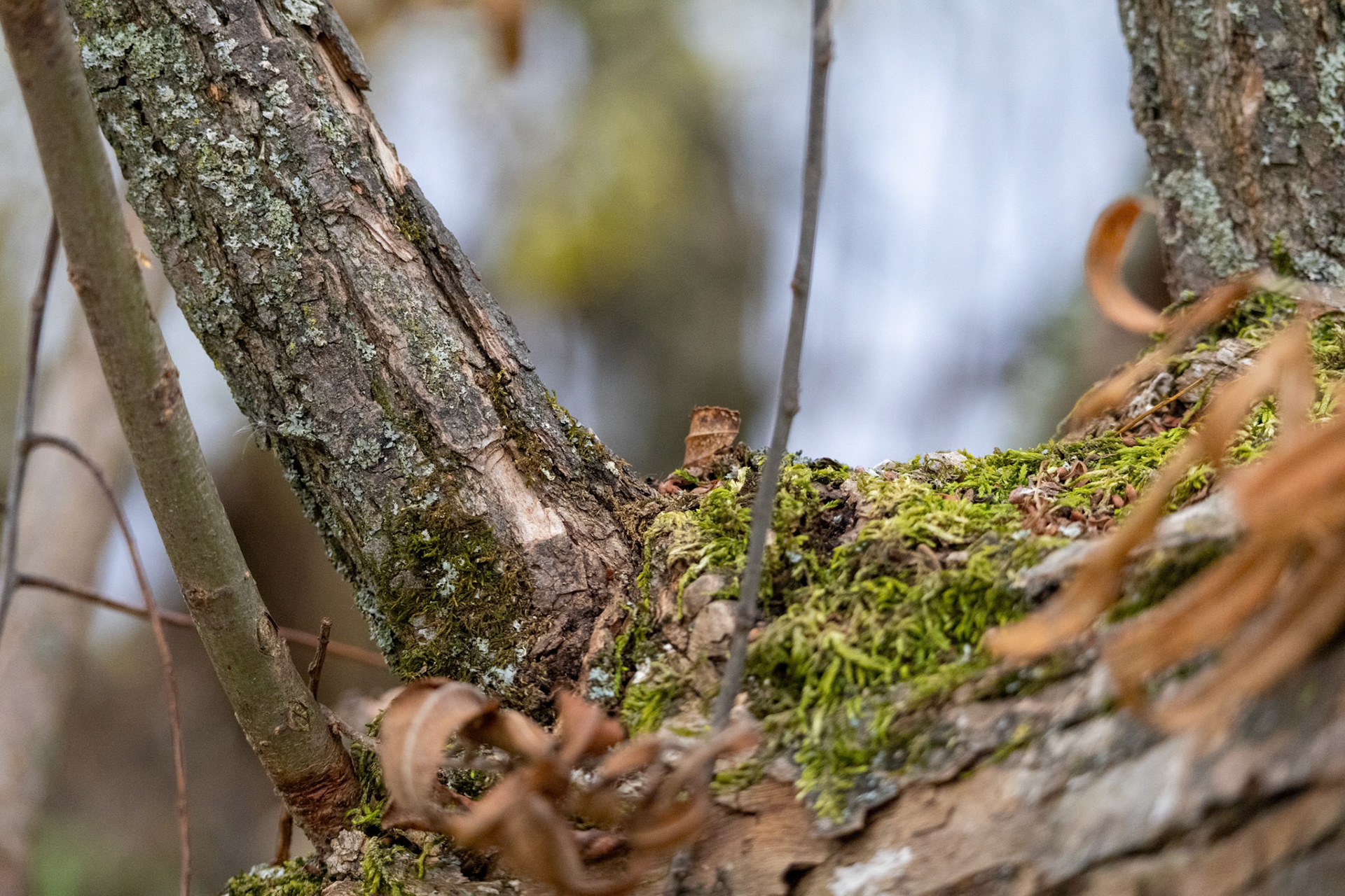 (Photo by Niklas VanderArk)