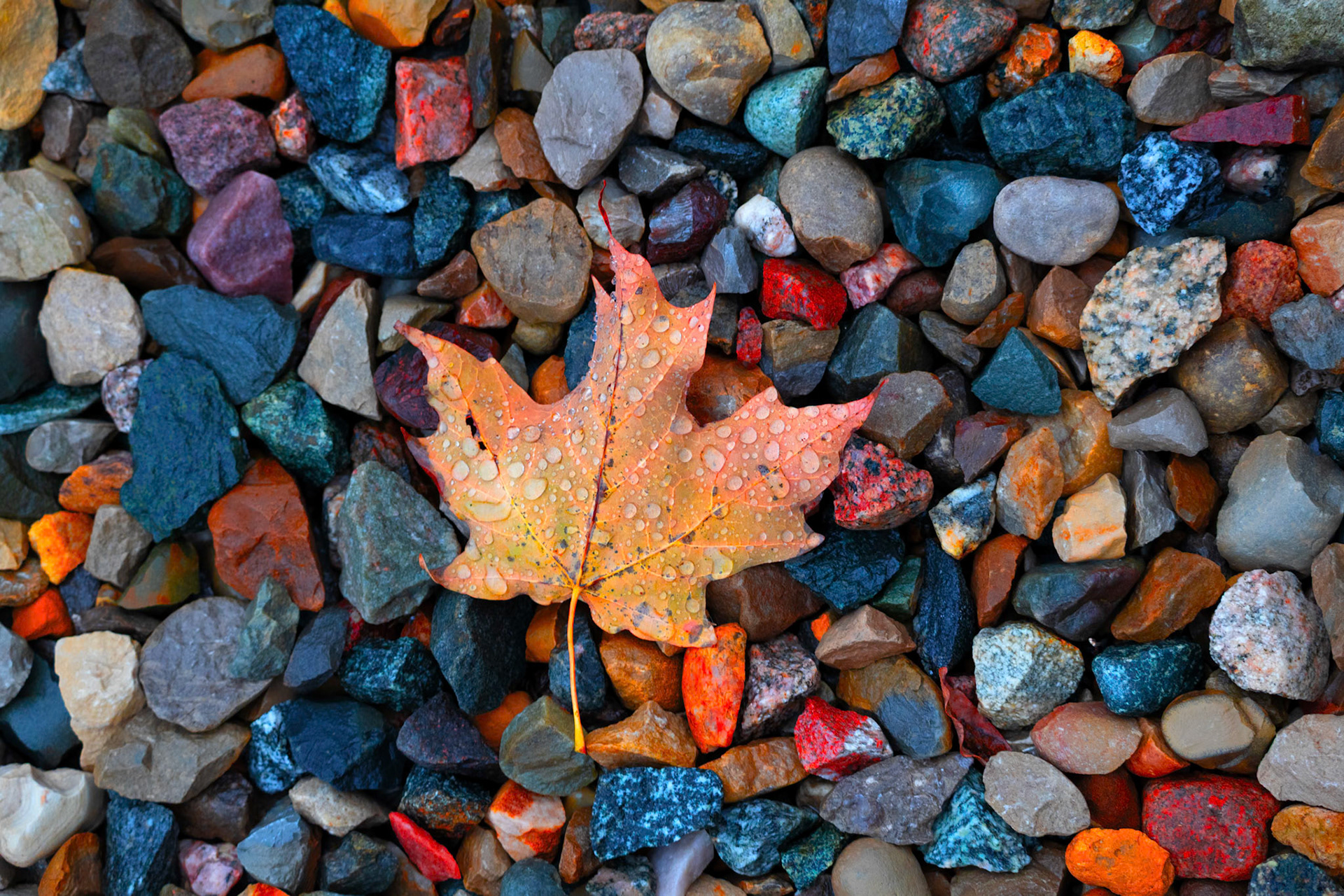 (Photo by Ayla Gerken)