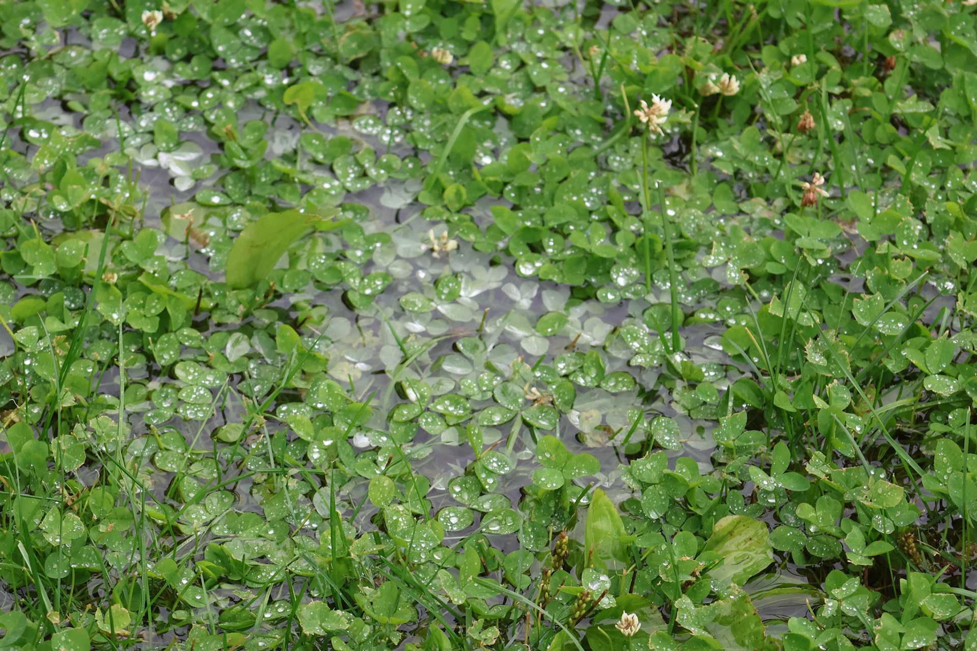 (Photo by Deegan Pecha-Gnat)