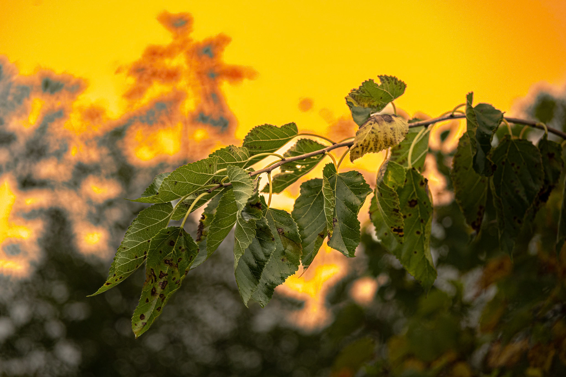 (Photo by Owen Rounds)