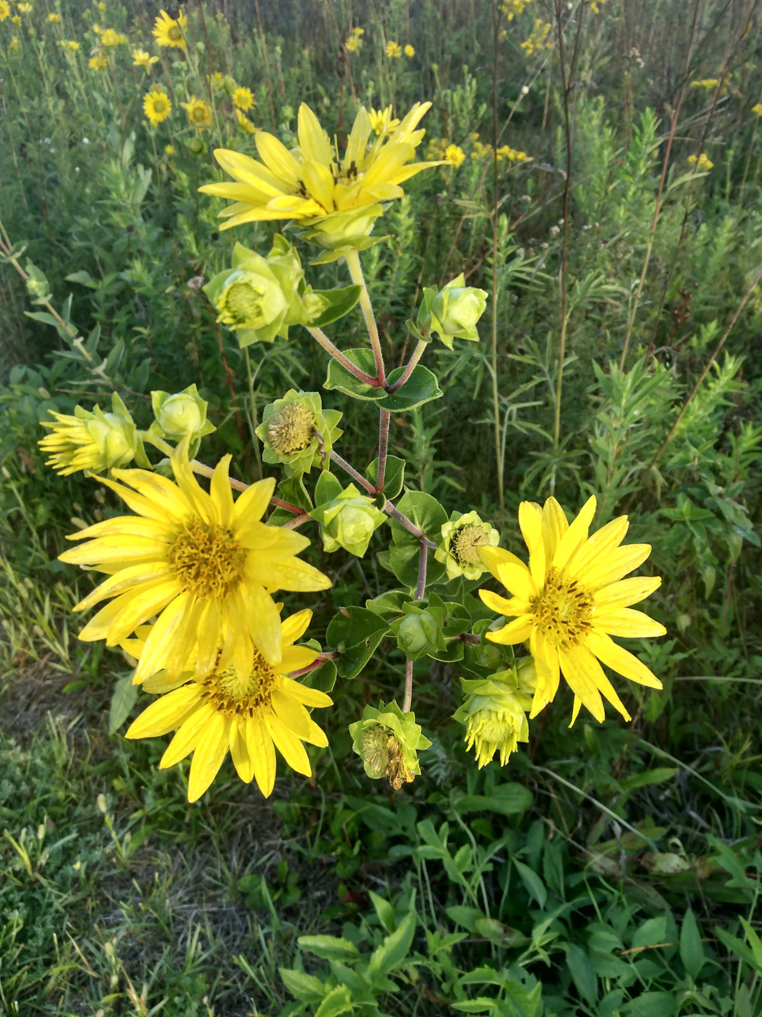 (Photo by Felicity Fanco)