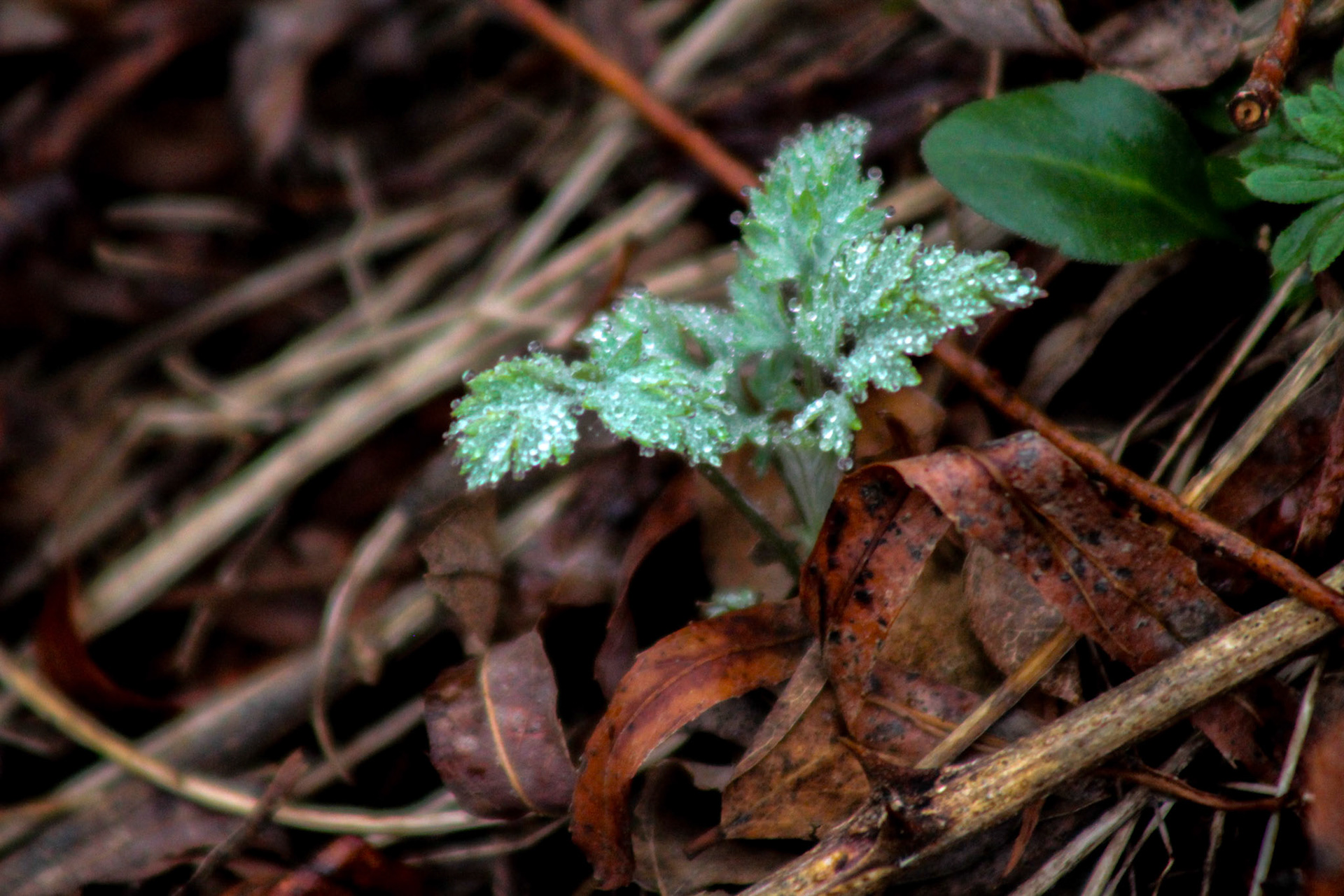 (Photo by Escher Reeder)