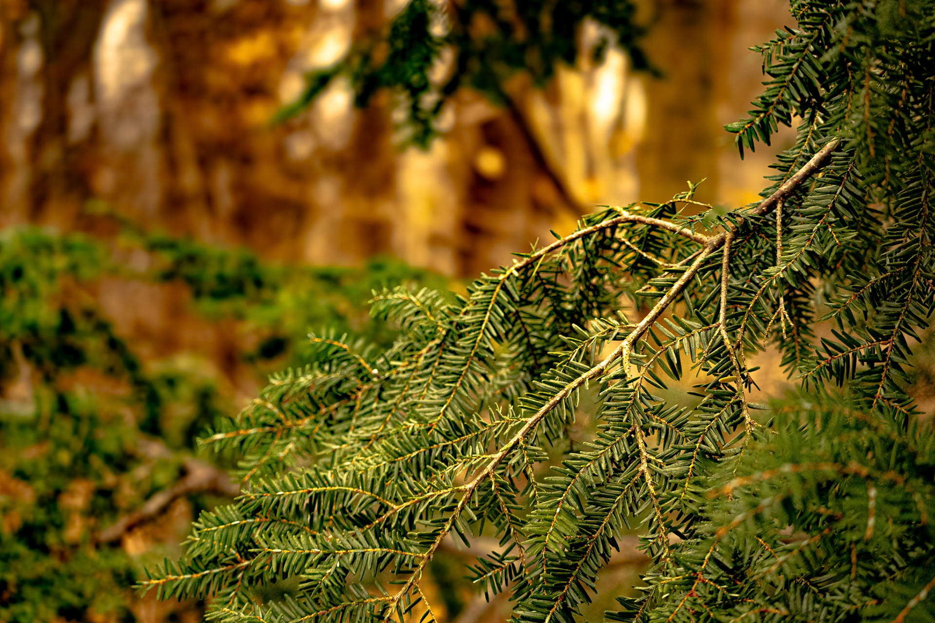 (Photo by Aidan Cousineau)