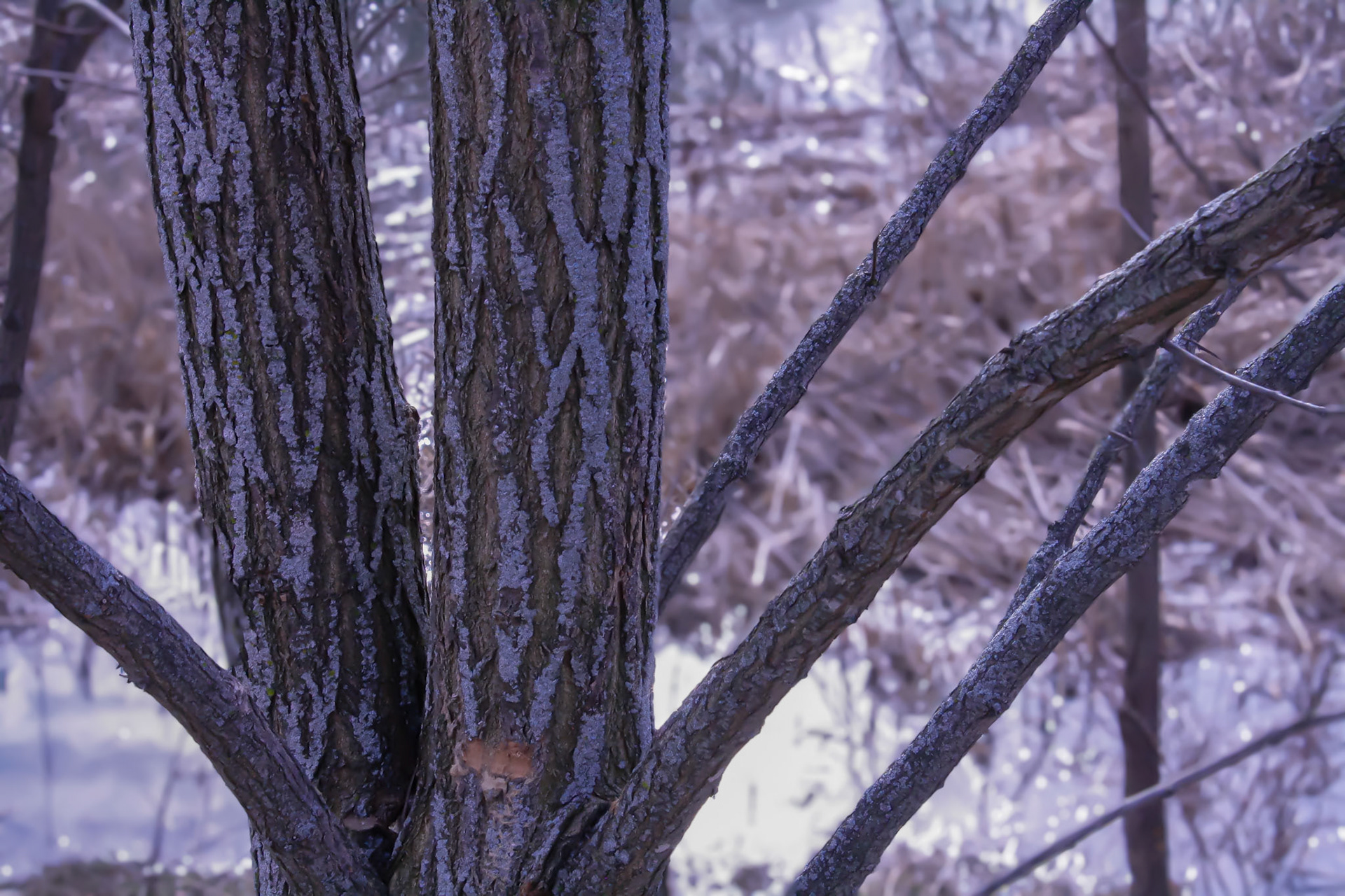 (Photo by Maliyah Gebremariam)