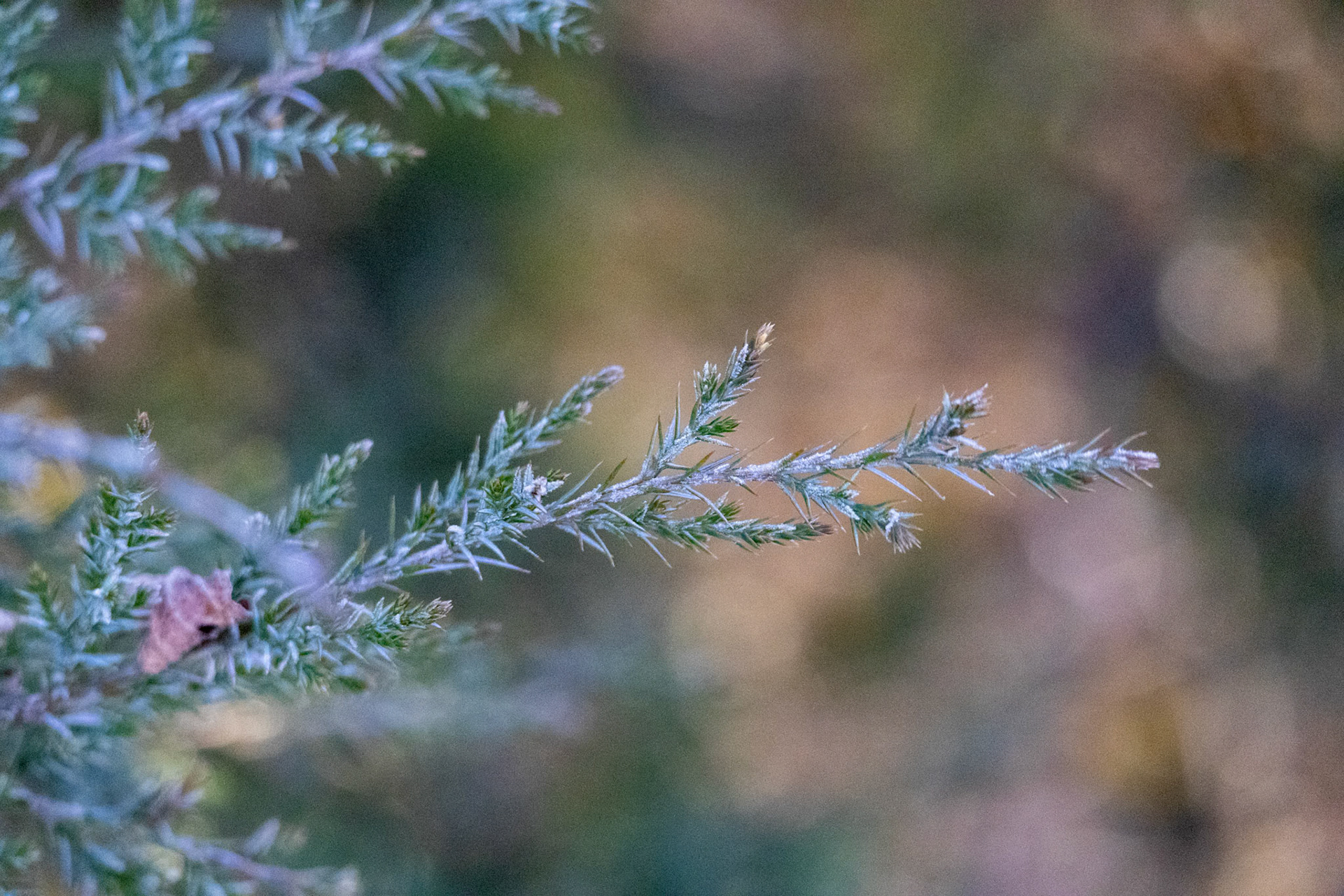 (Photo by Niklas VanderArk)