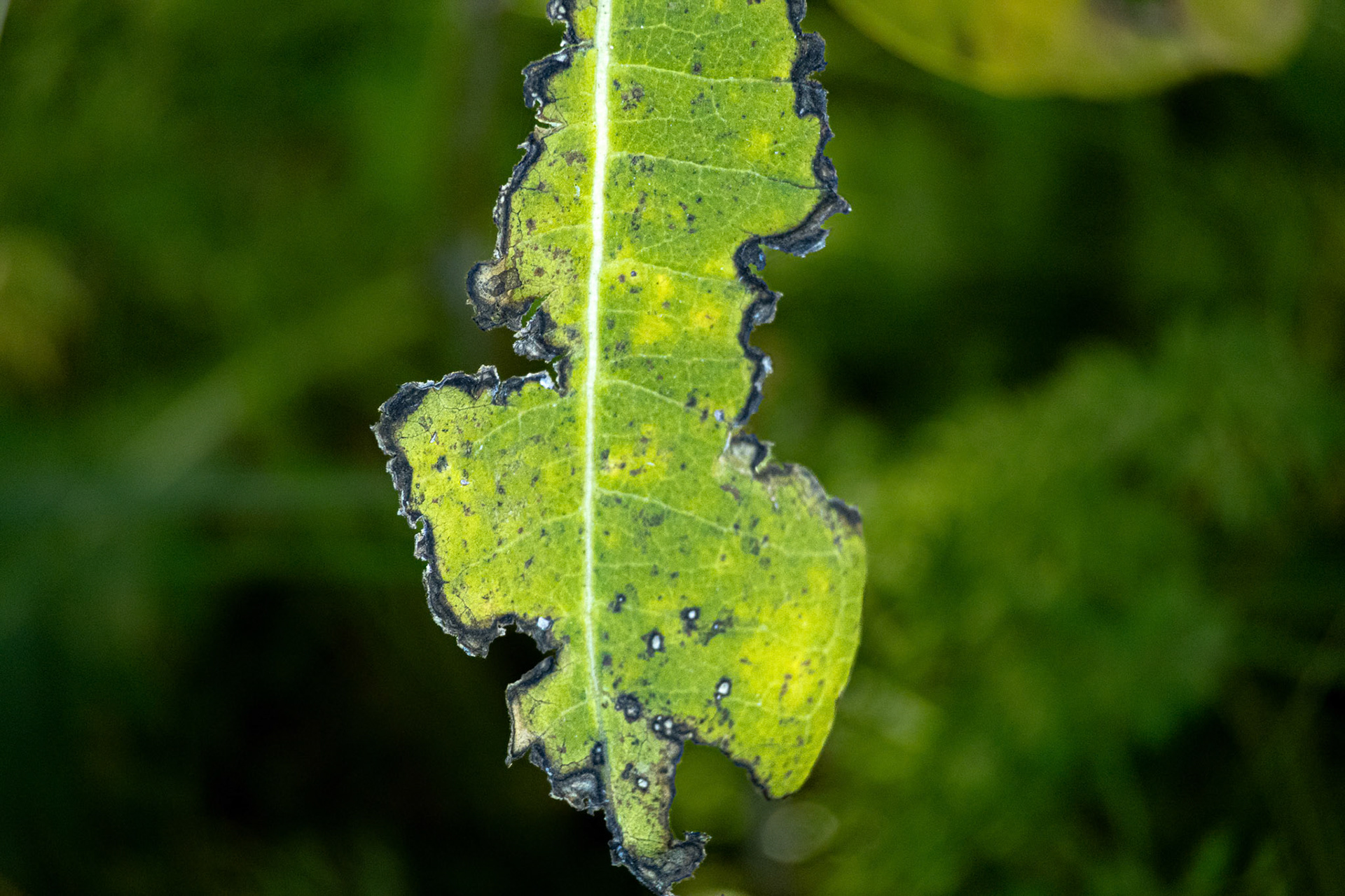 (Photo by Owen Rounds)