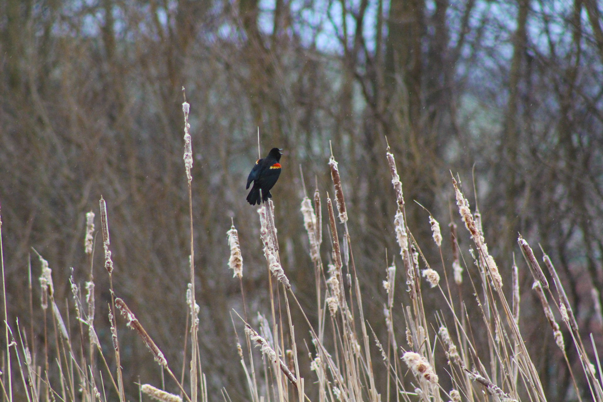 (Photo by Gideon DeVries)