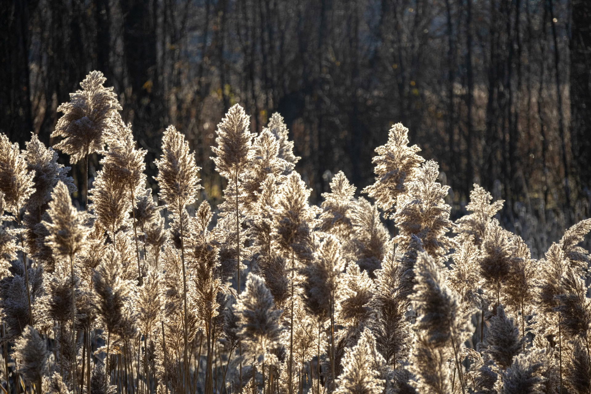 (Photo by Niklas VanderArk)