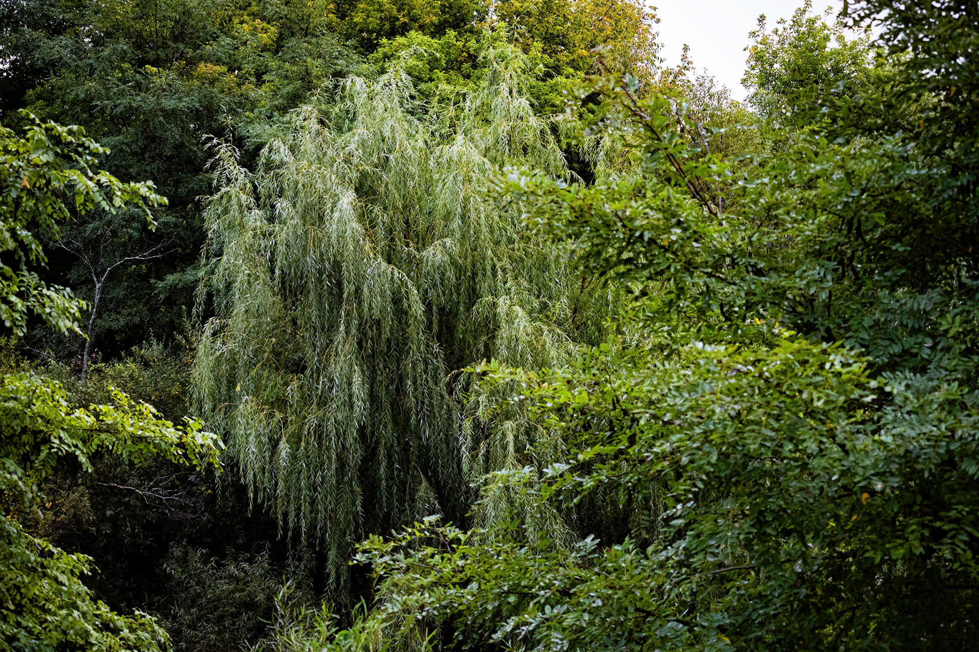 (Photo by Niklas VanderArk)