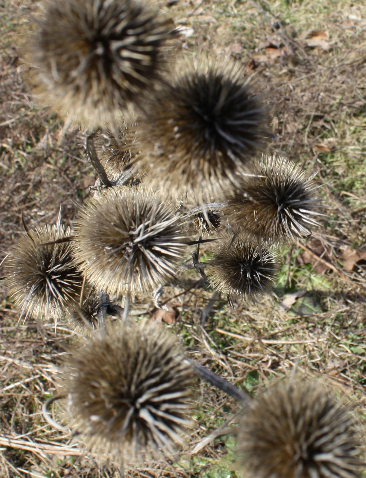 (Photo by Ainsley Fron)