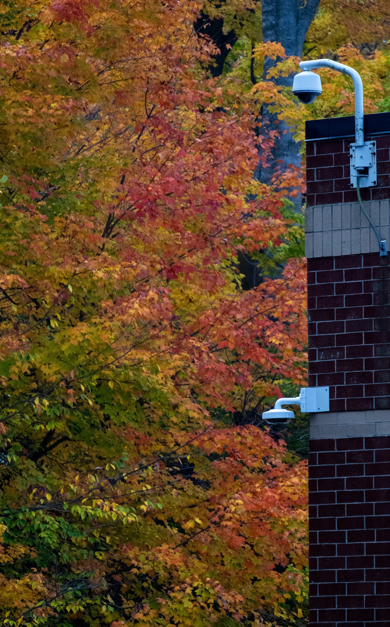 (Photo by Niklas VanderArk)