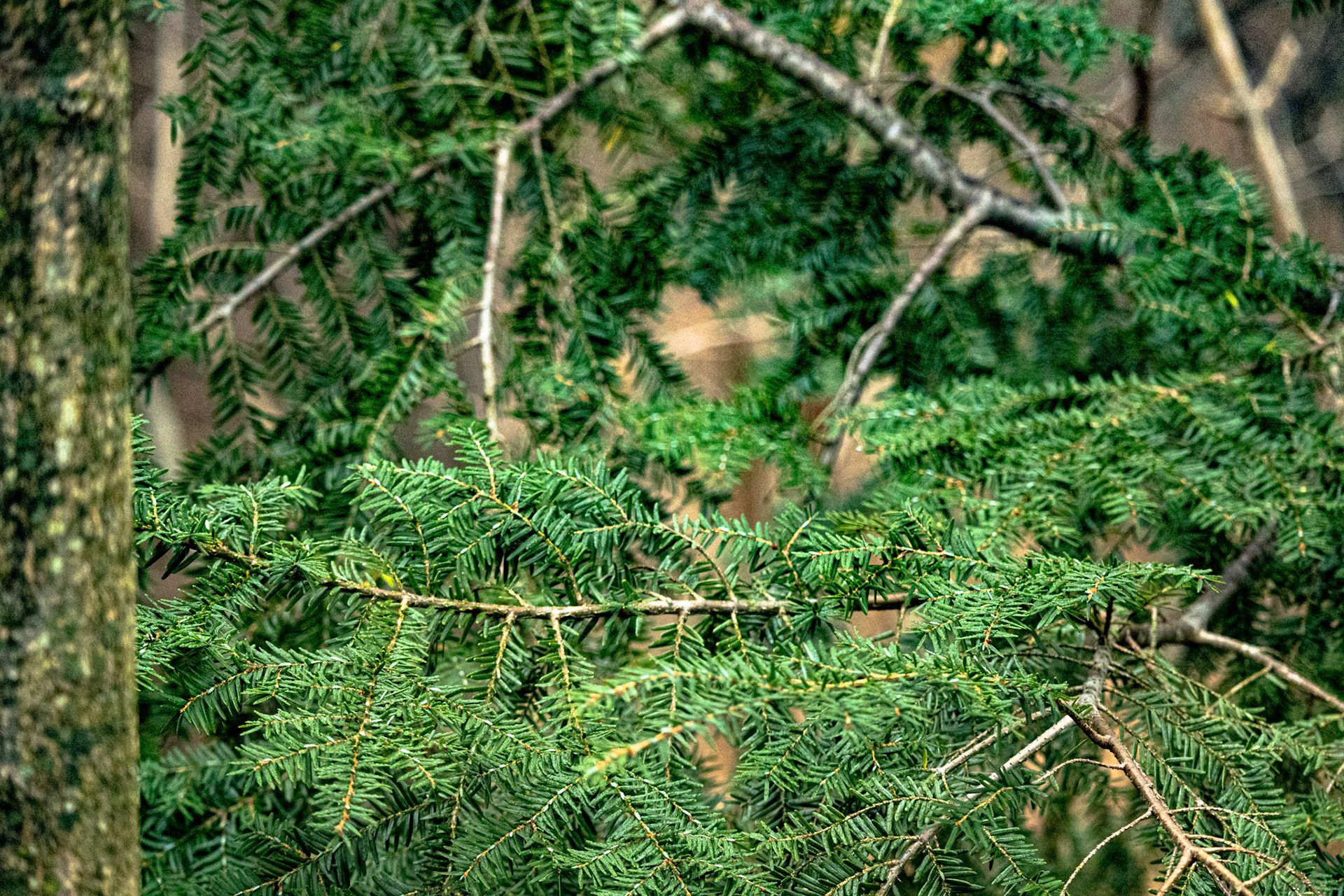 (Photo by Aidan Cousineau)