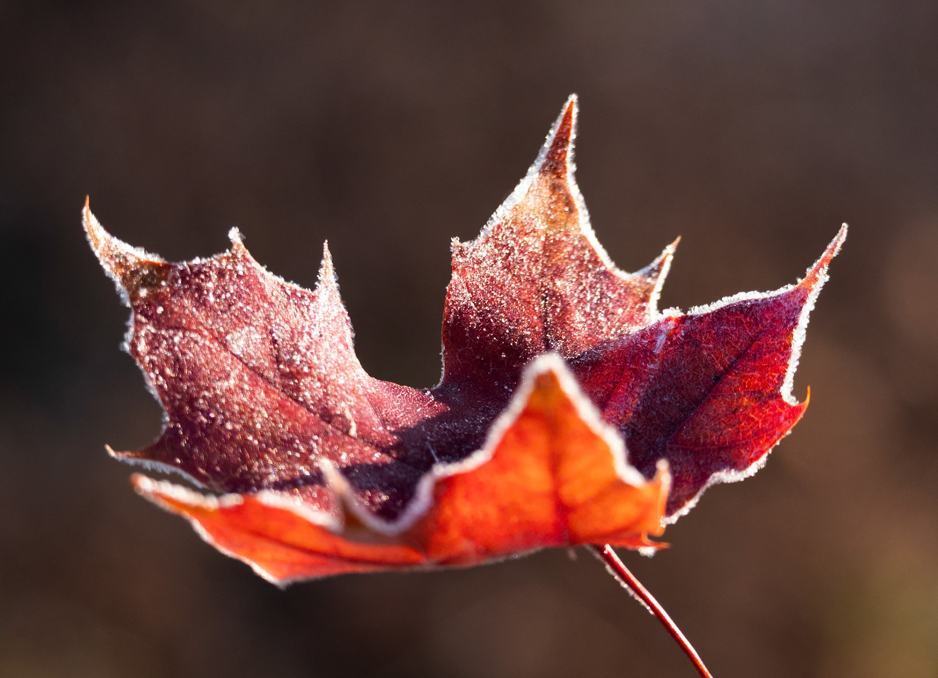 (Photo by Ayla Gerken)