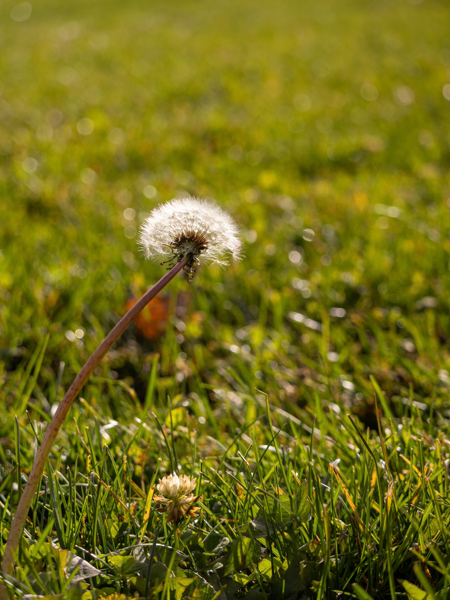 (Photo by Gavin Vanderhoff)