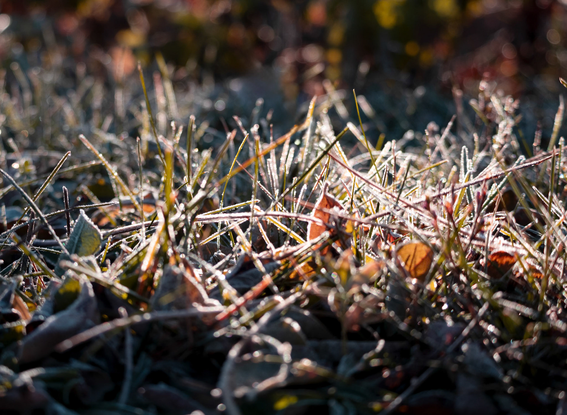 (Photo by Ayla Gerken)