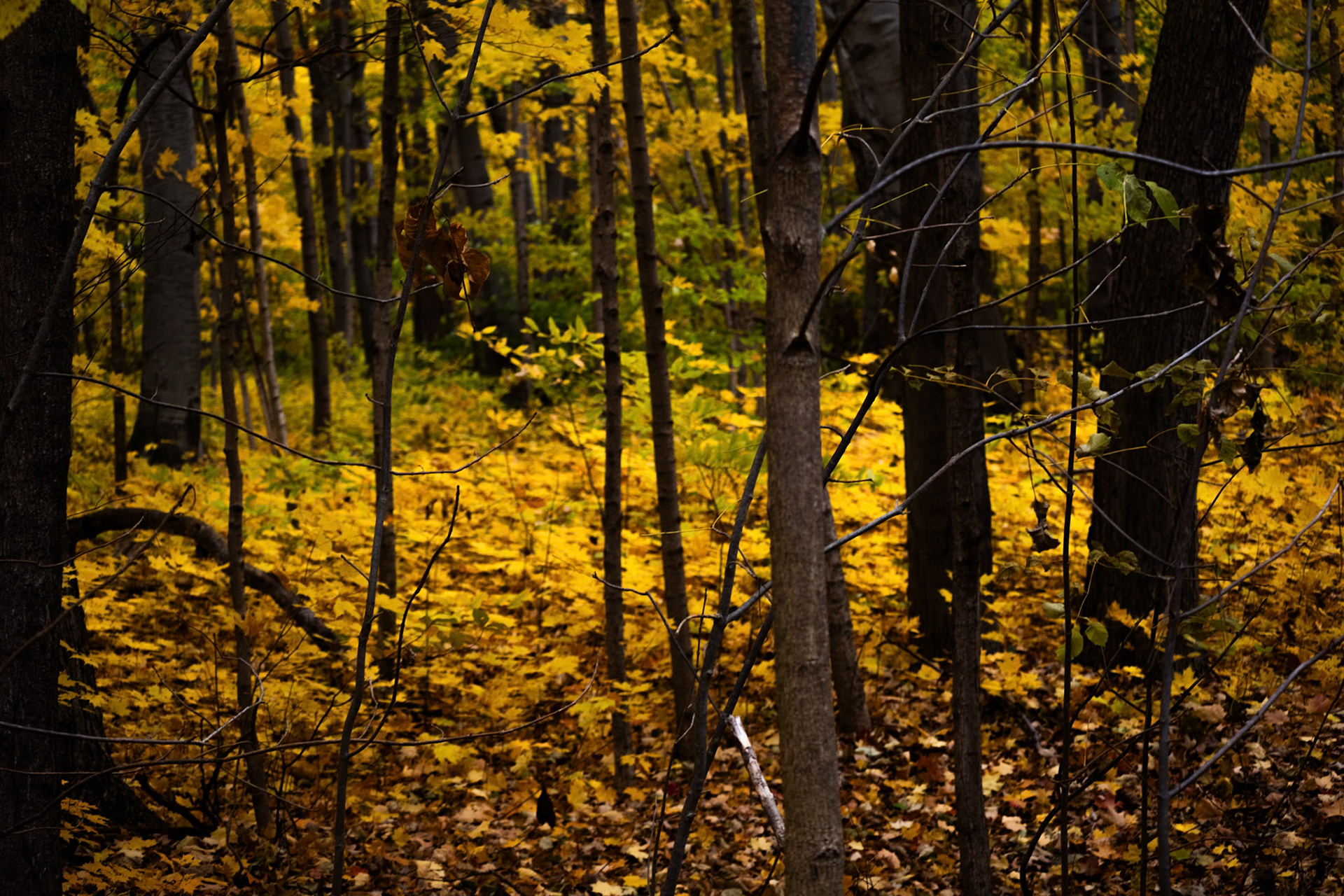 (Photo by Aidan Cousineau)