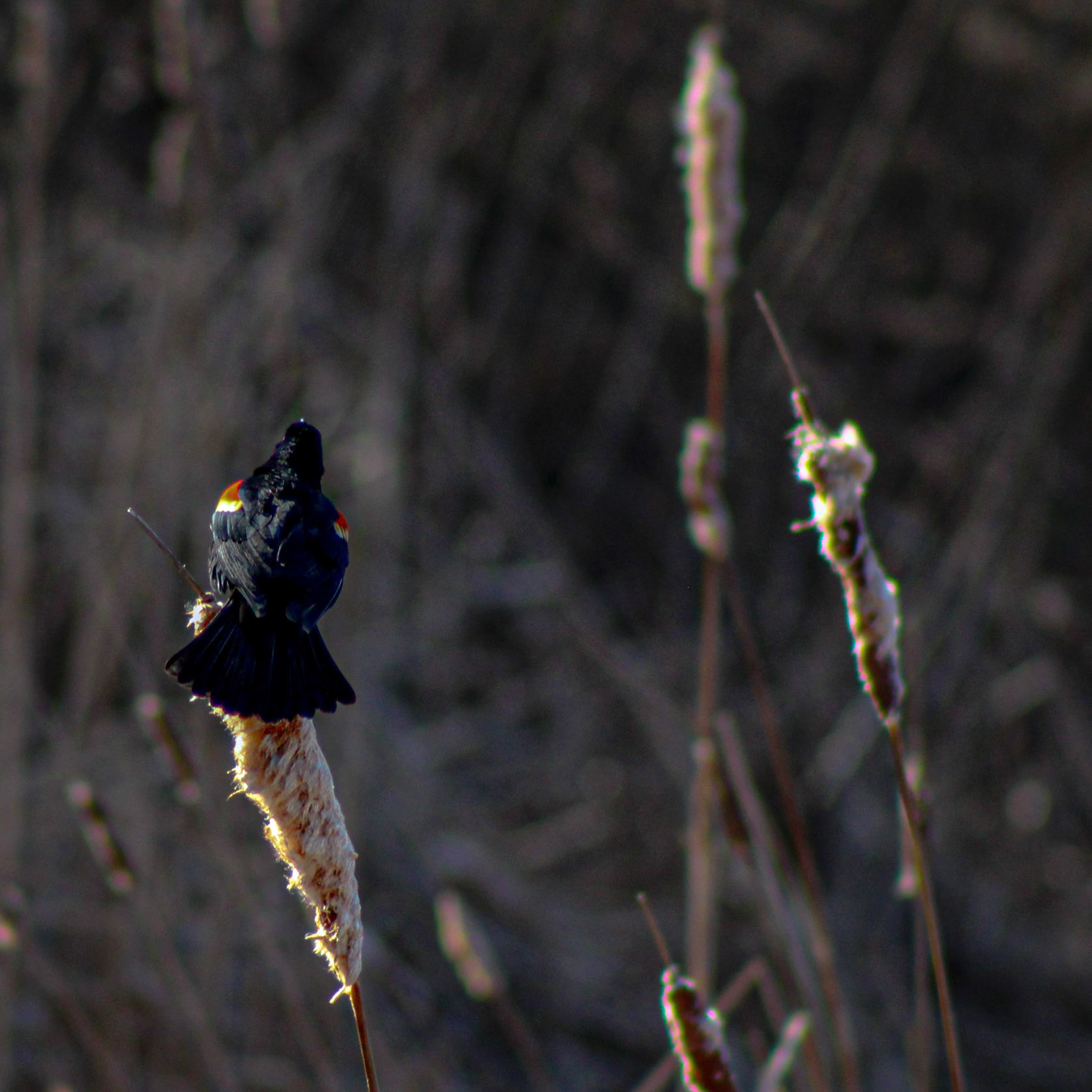 (Photo by Tyler Manninga)