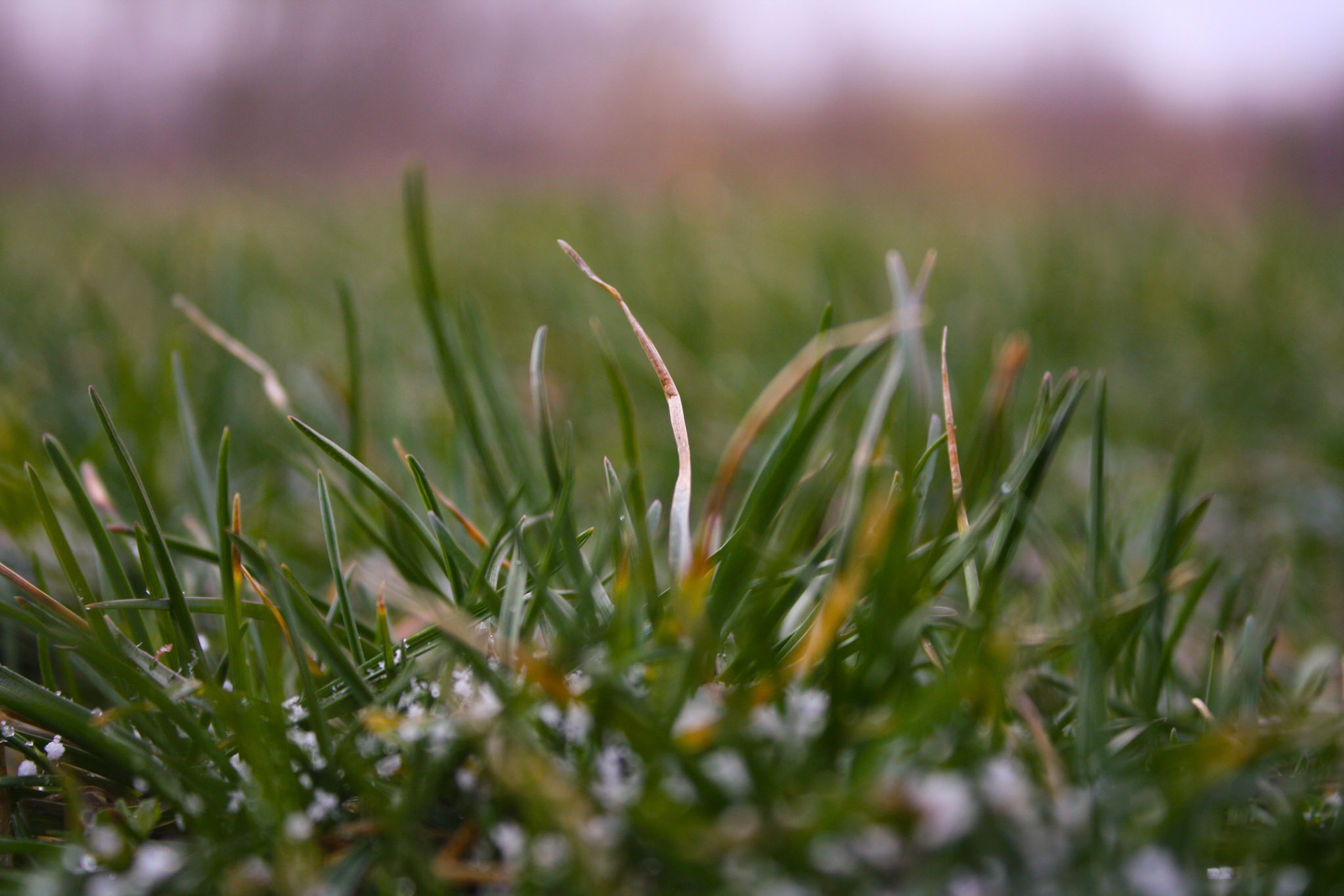 (Photo by Bawi Hnem)