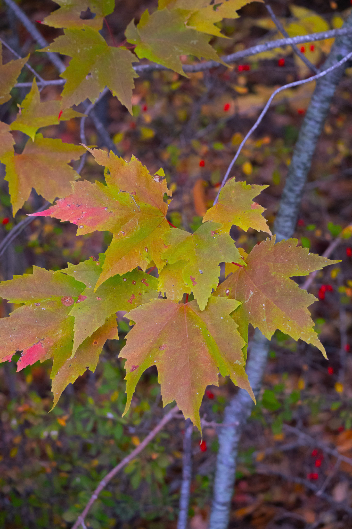 (Photo by Niklas VanderArk)