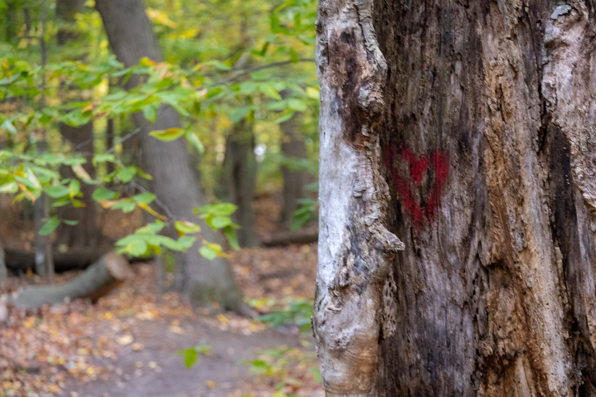 (Photo by Niklas VanderArk)